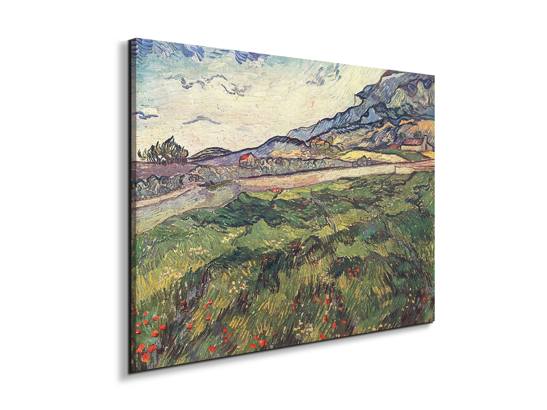 green-wheat-field-as91077-