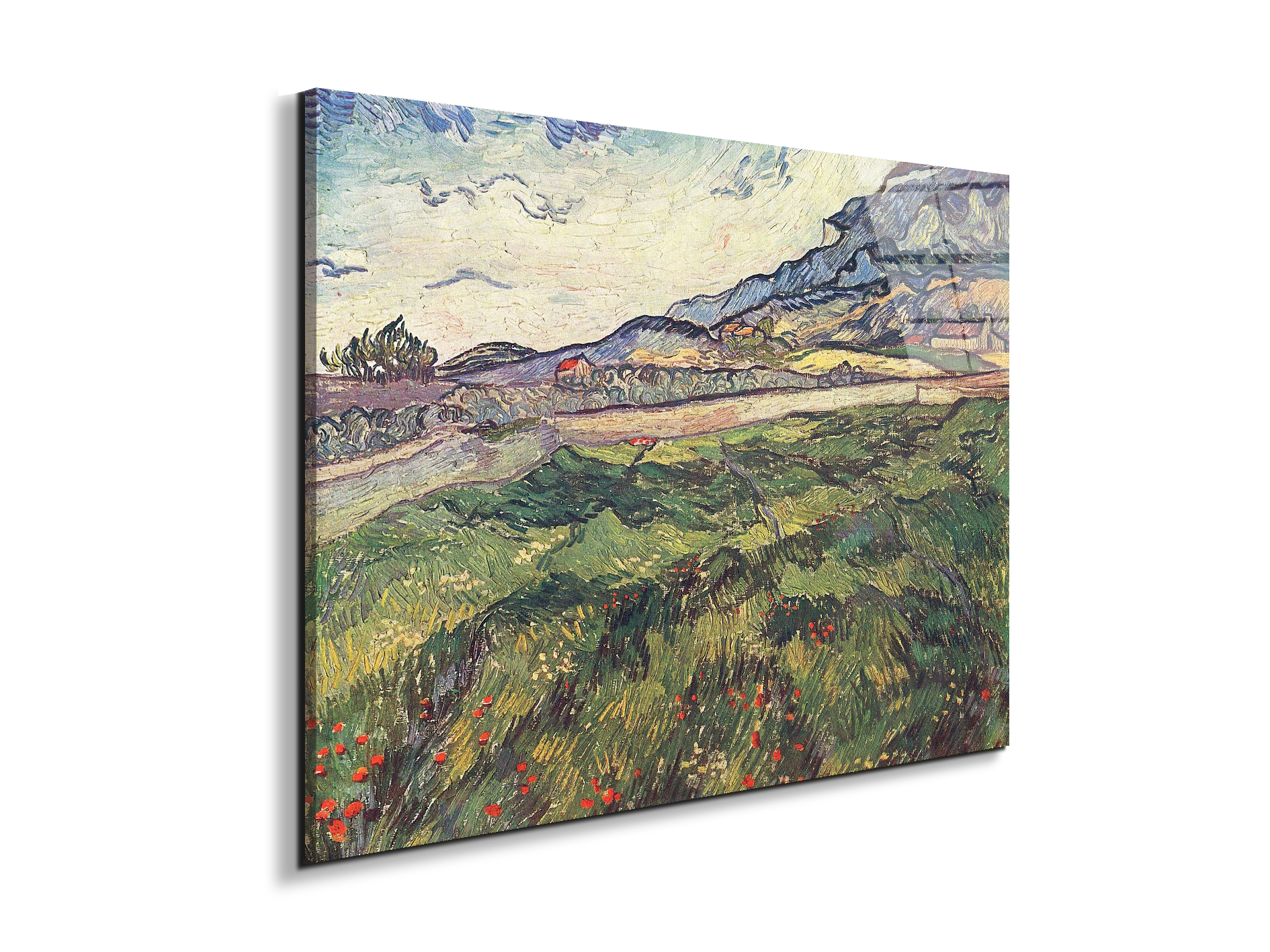 green-wheat-field-as91077-