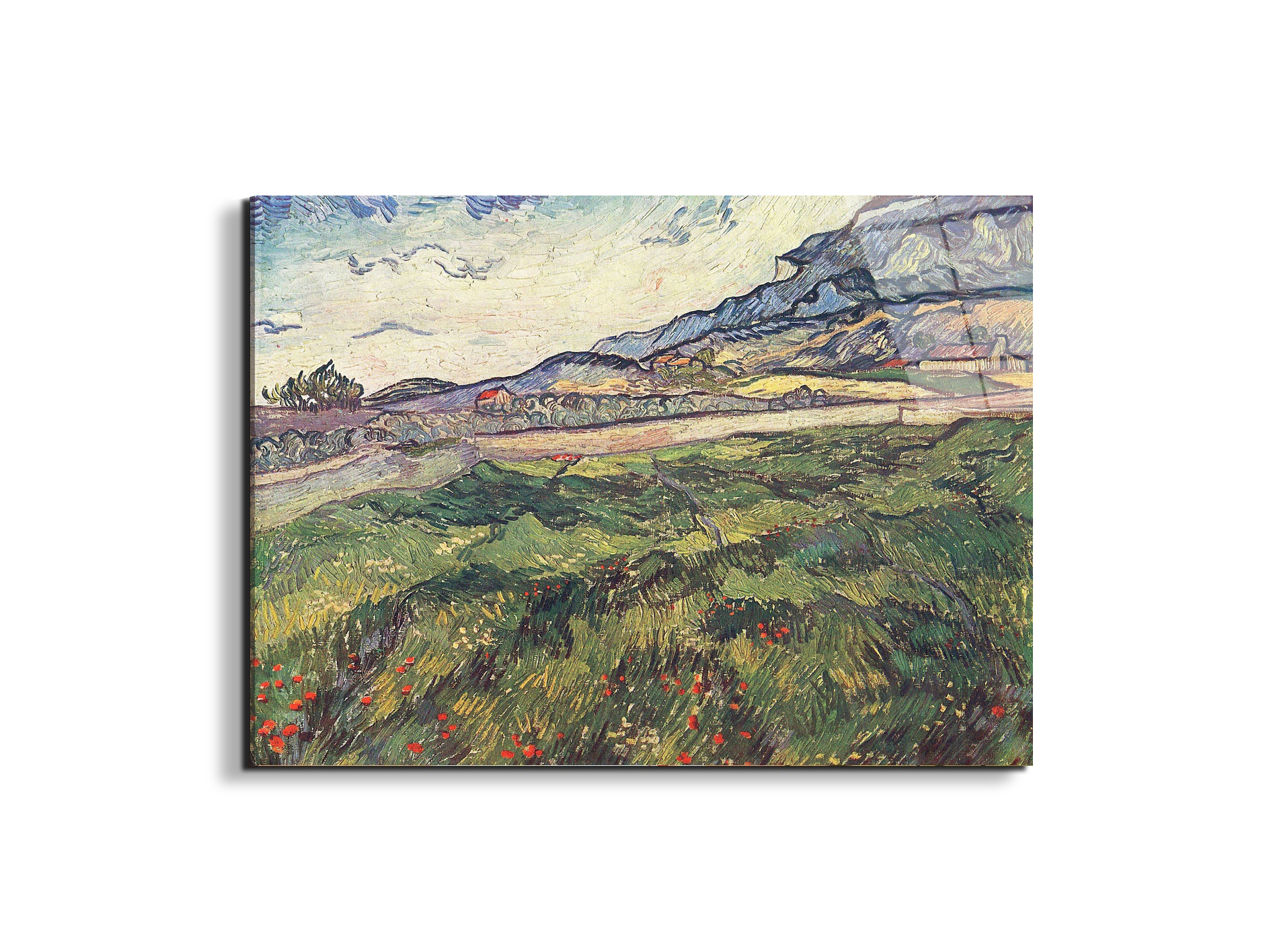 green-wheat-field-as91077-