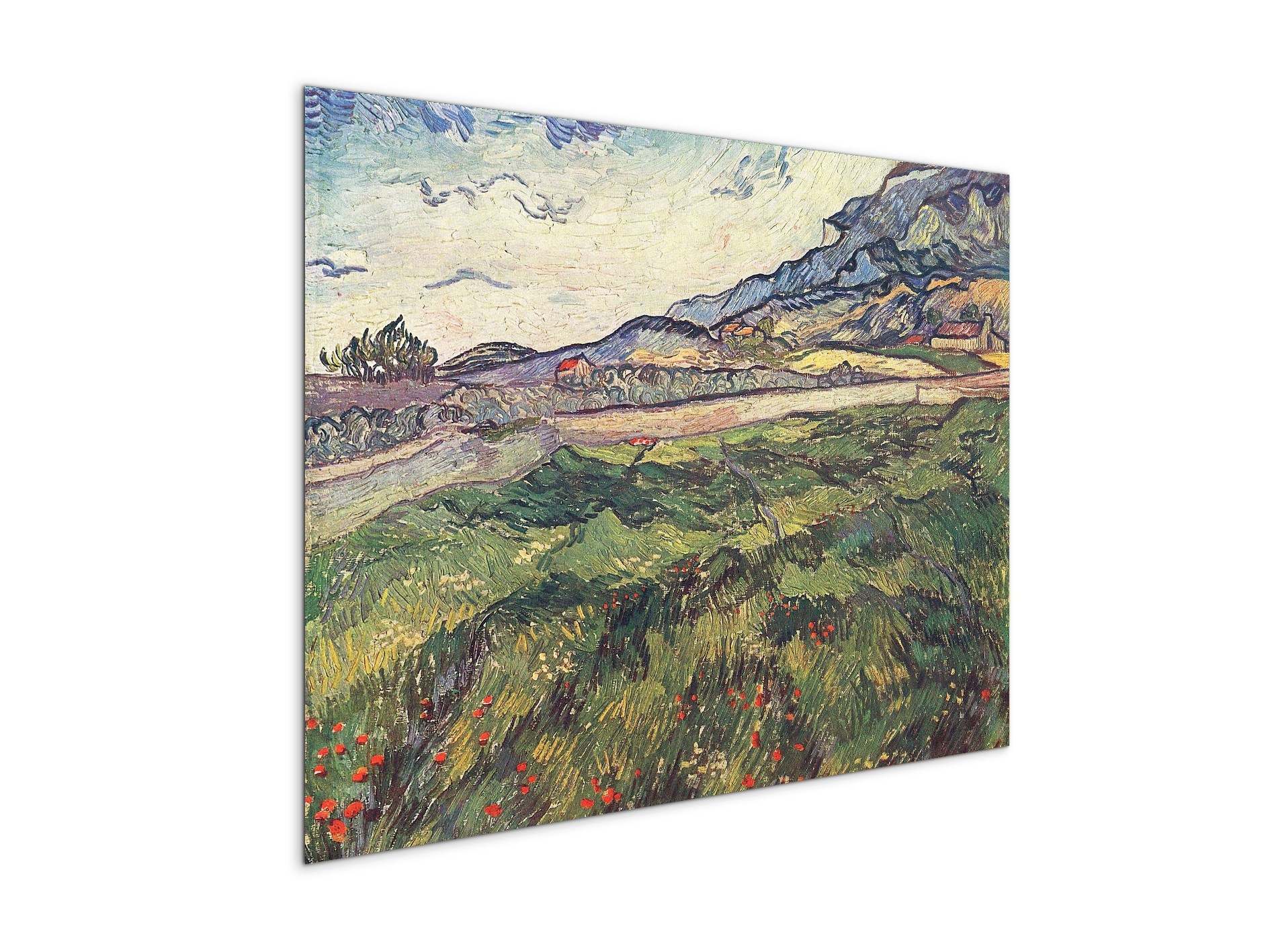 green-wheat-field-as91077-