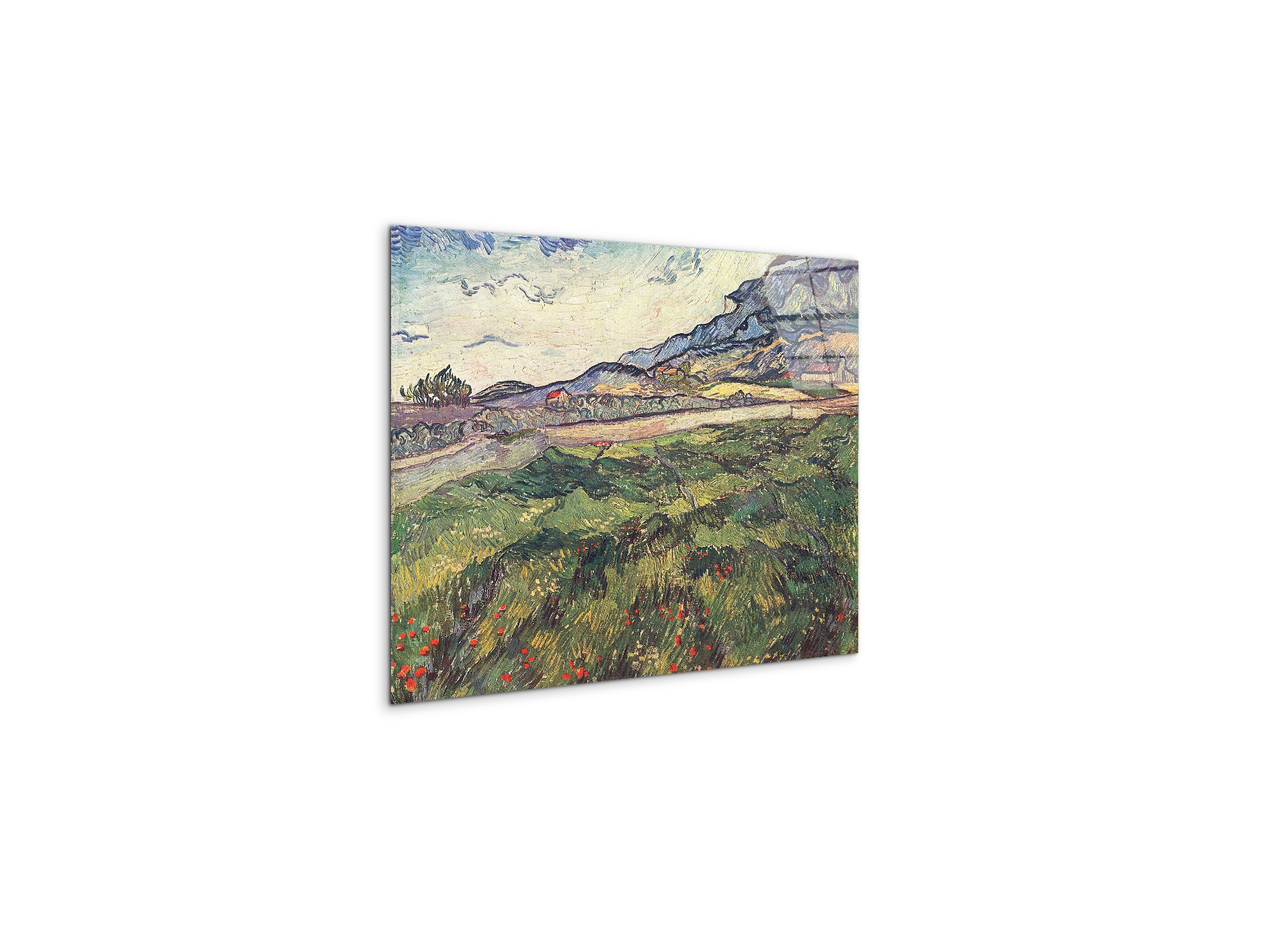 green-wheat-field-as91077-