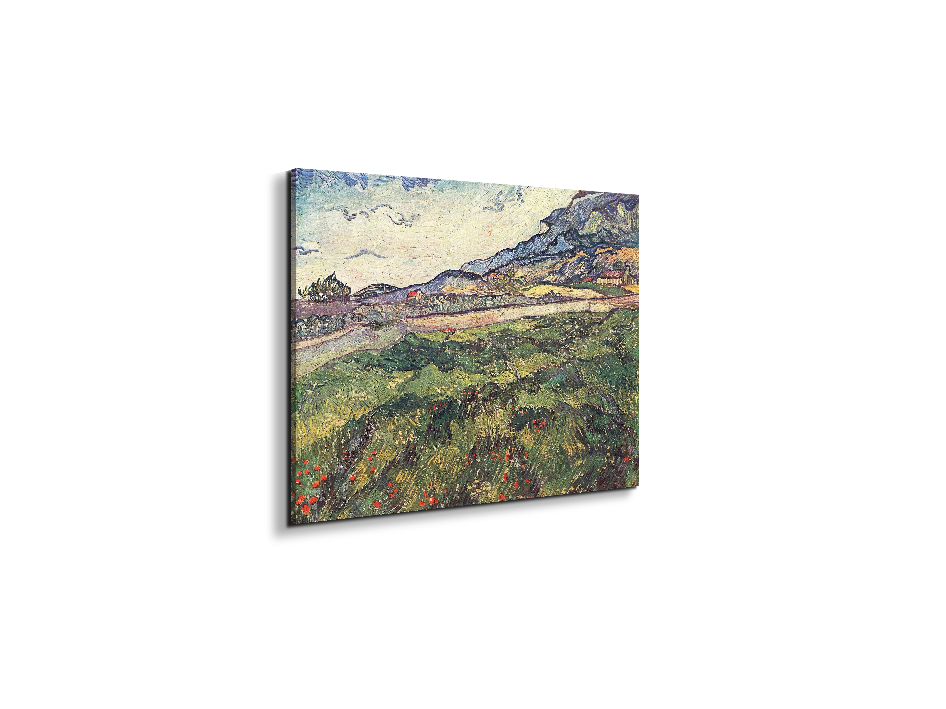 green-wheat-field-as91077-