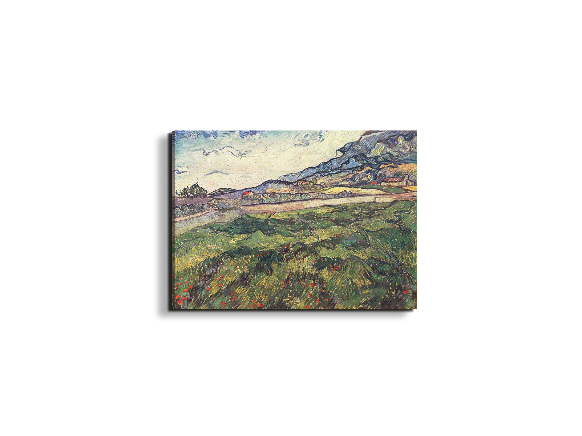 green-wheat-field-as91077-