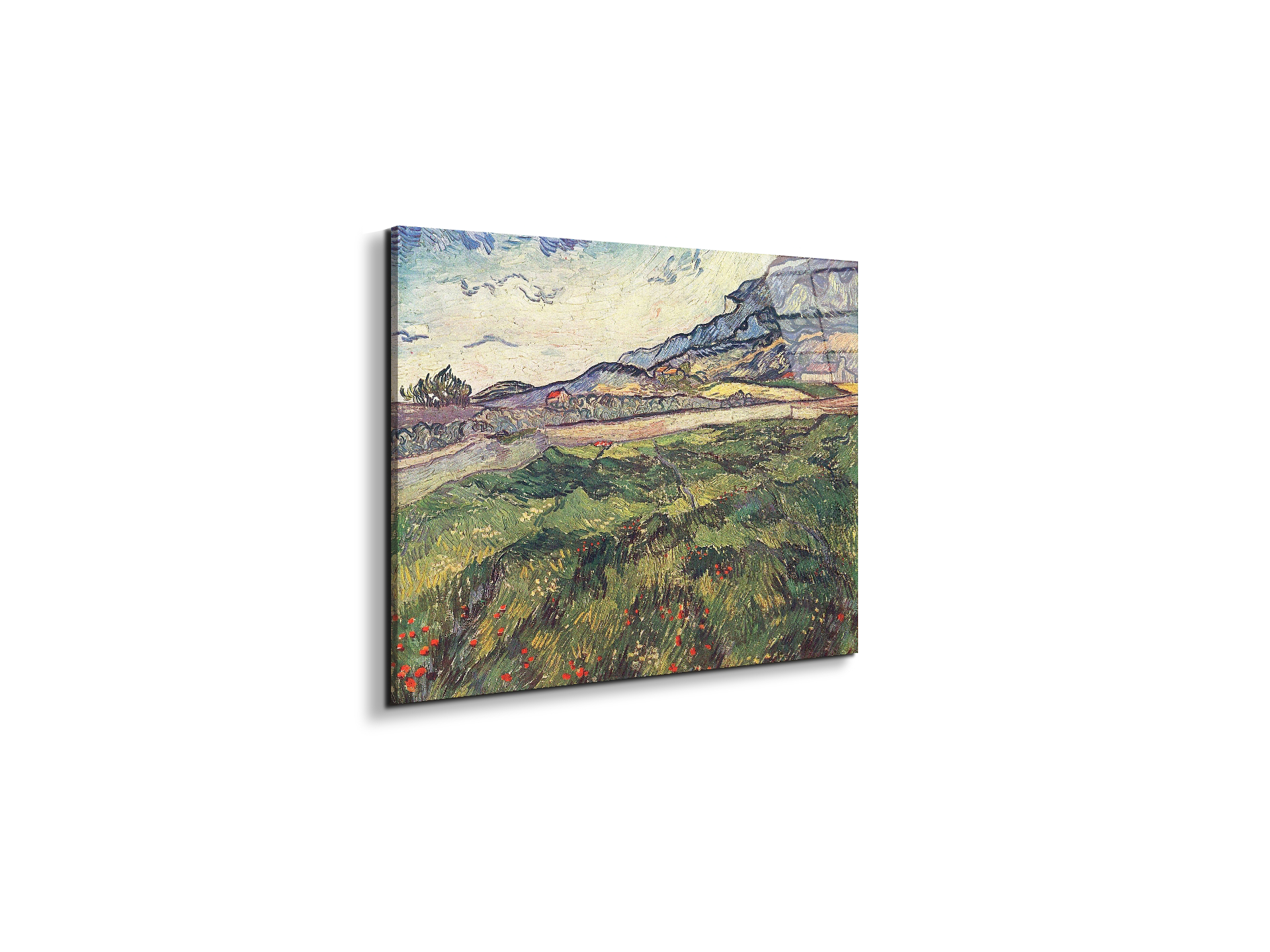 green-wheat-field-as91077-