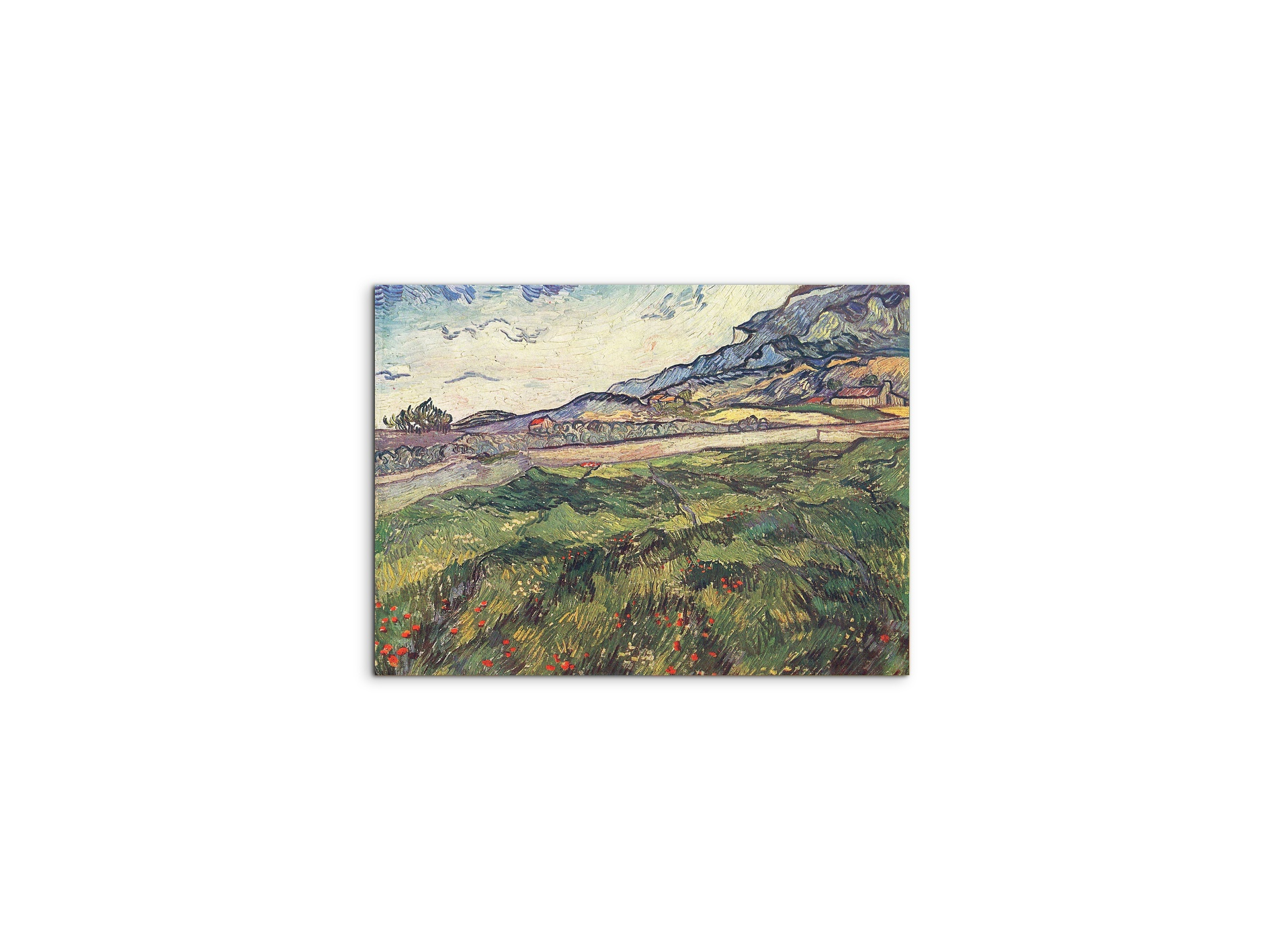 green-wheat-field-as91077-