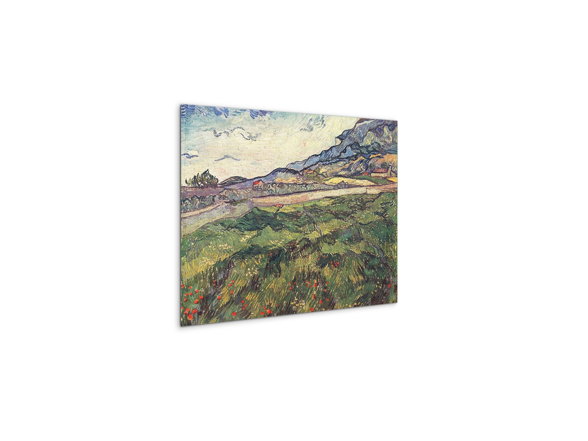 green-wheat-field-as91077-