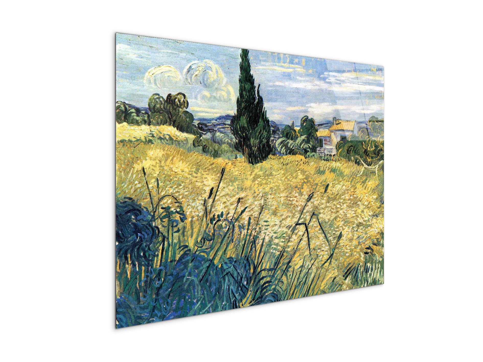 green-wheat-field-with-cypressas91079-