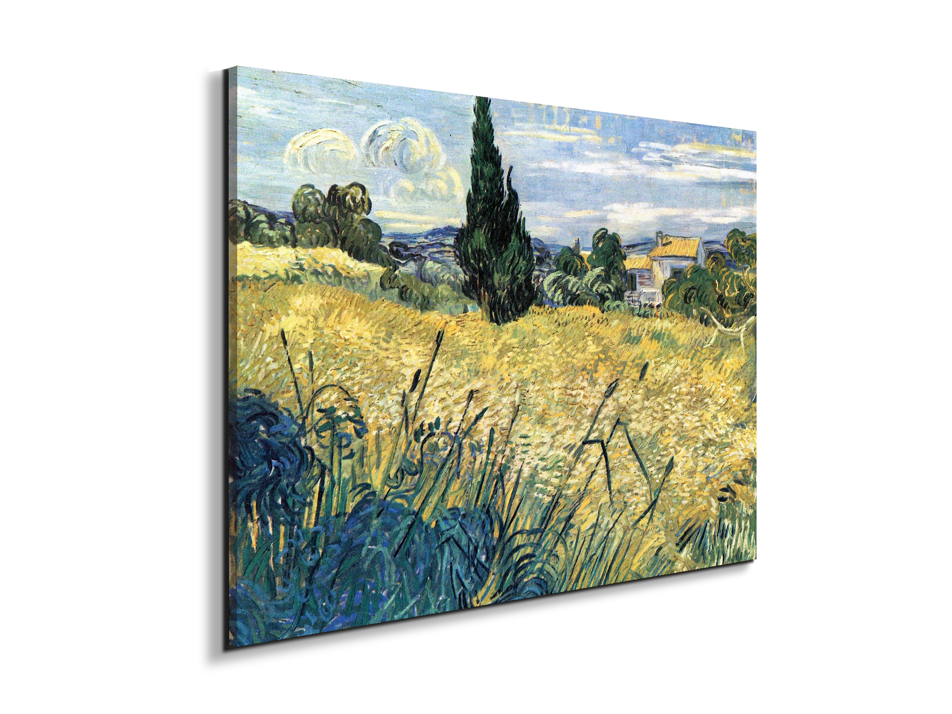 green-wheat-field-with-cypressas91079-