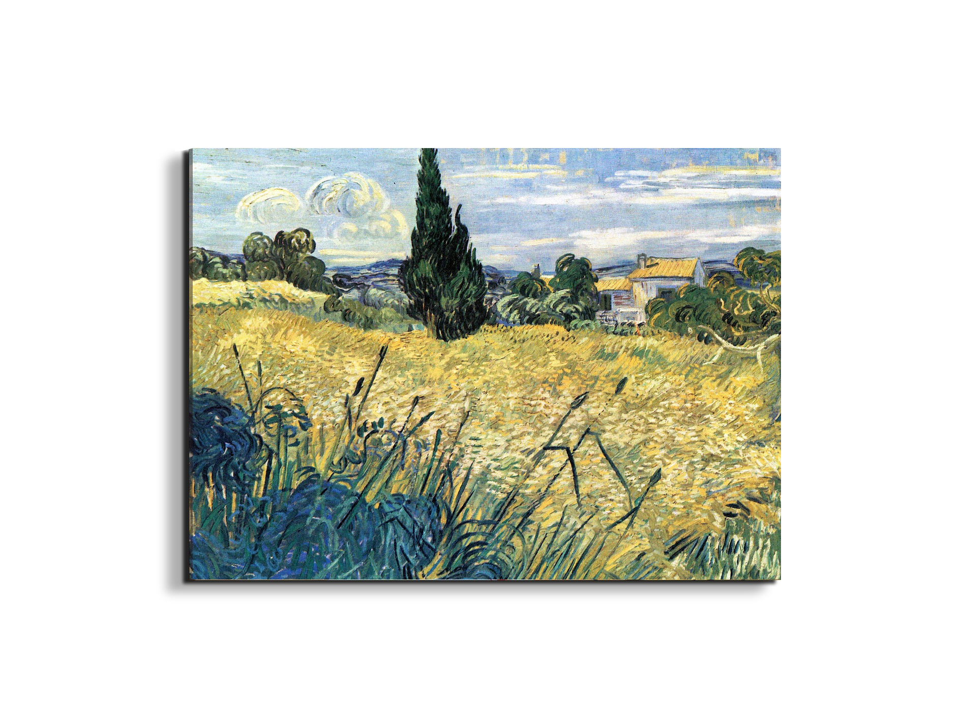 green-wheat-field-with-cypressas91079-