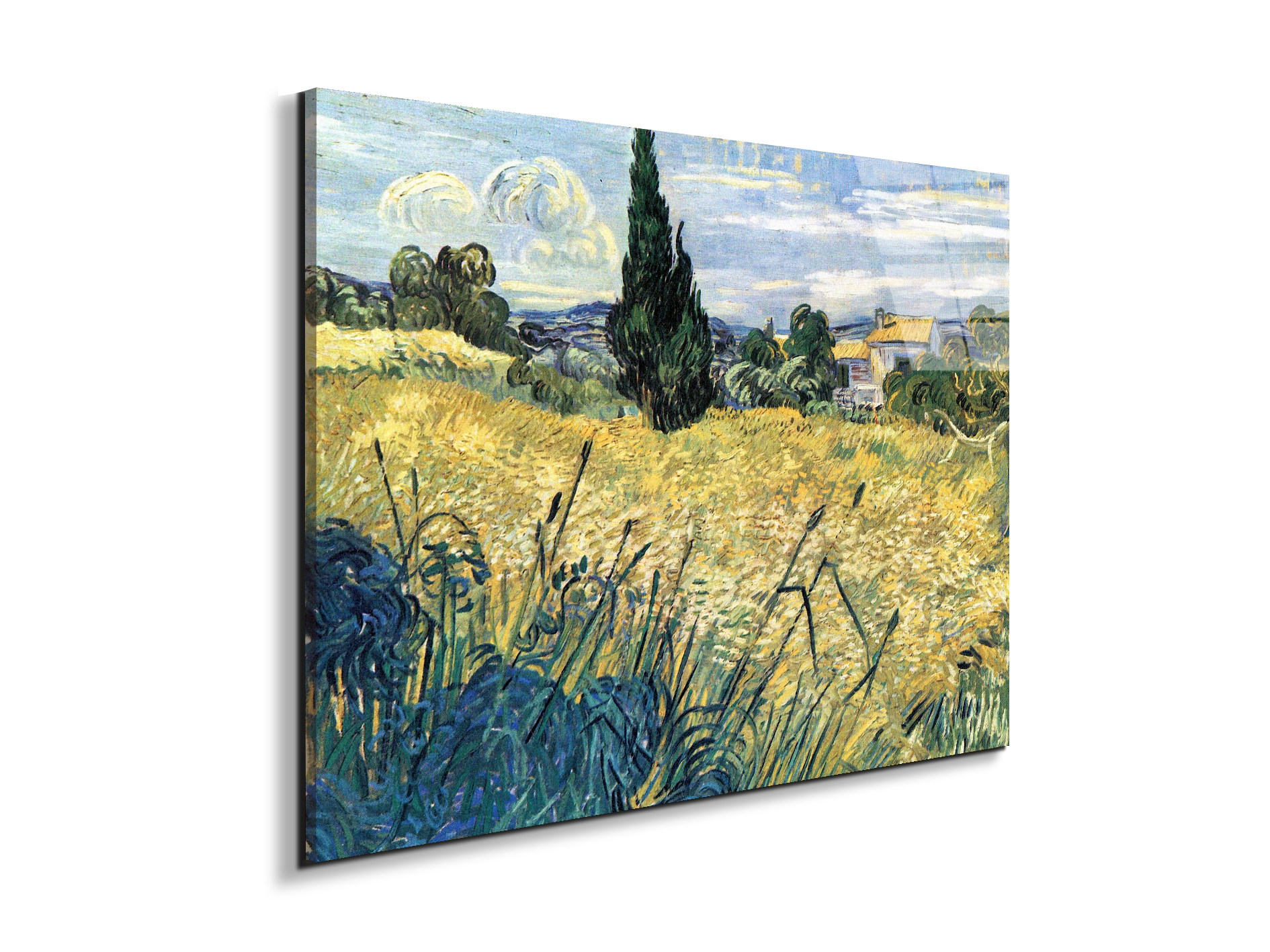 green-wheat-field-with-cypressas91079-