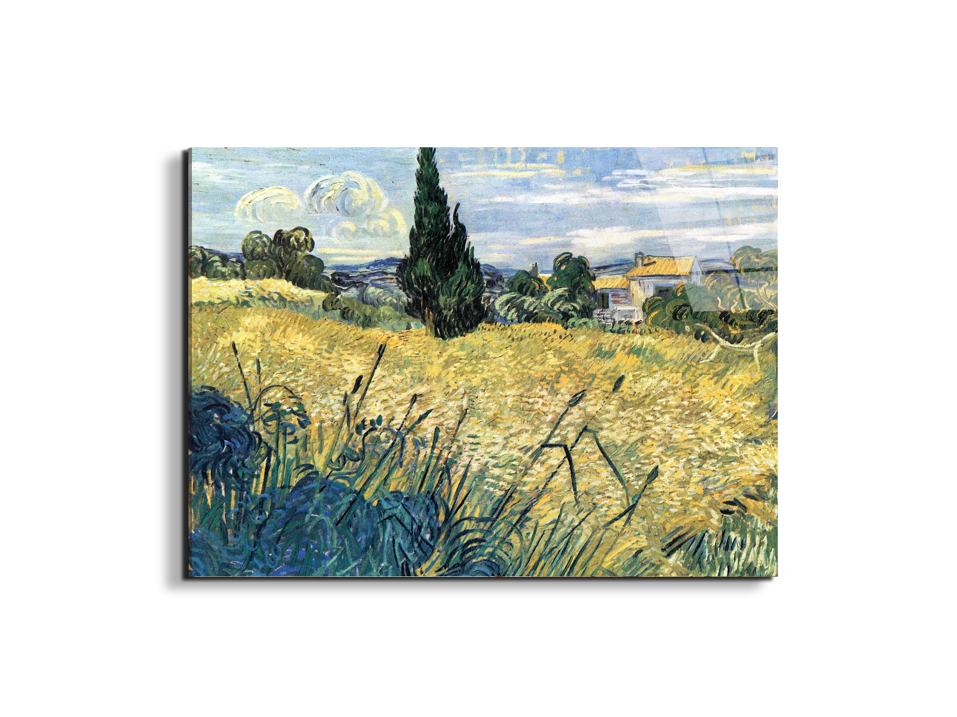 green-wheat-field-with-cypressas91079-