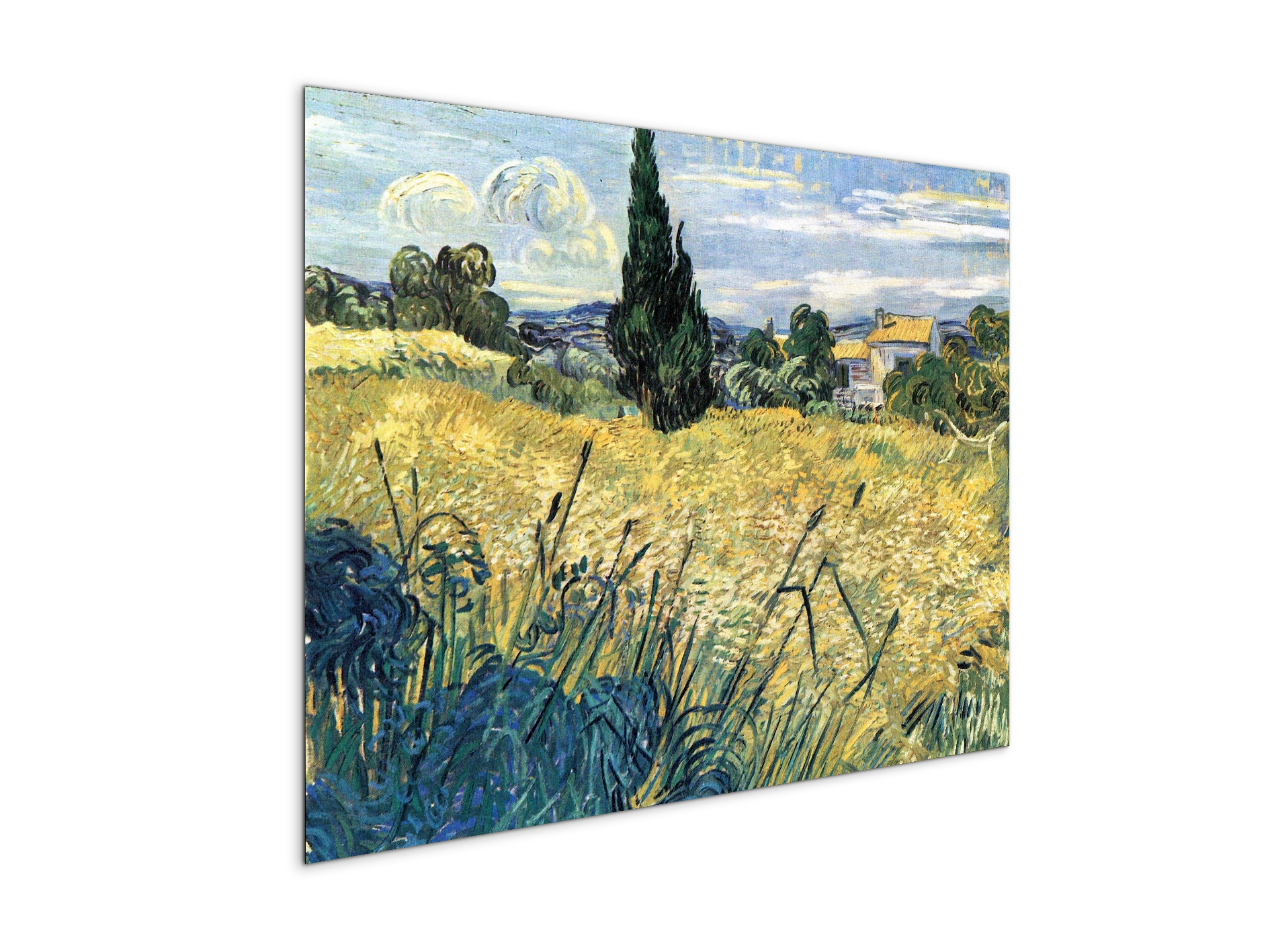 green-wheat-field-with-cypressas91079-
