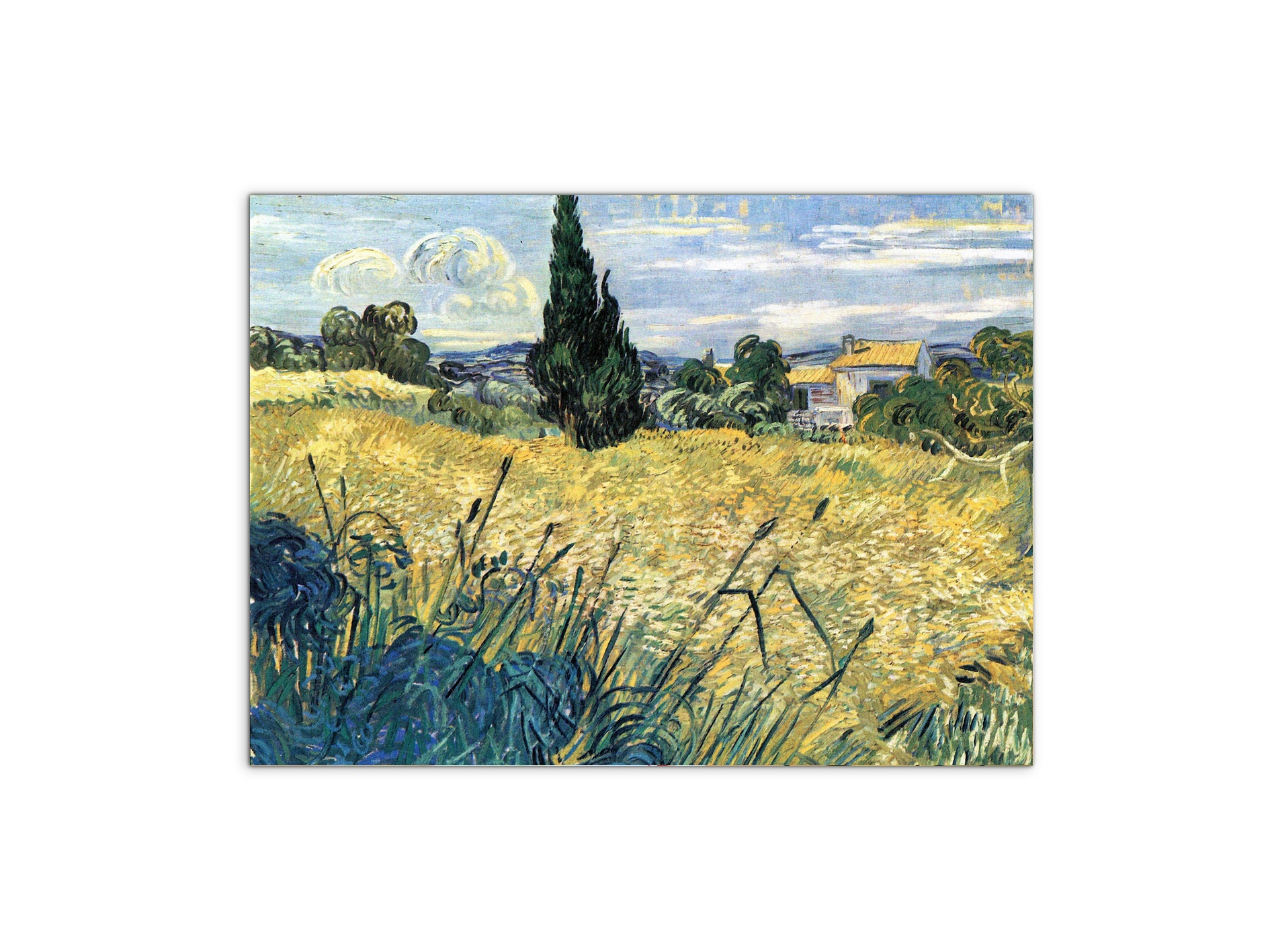 green-wheat-field-with-cypressas91079-