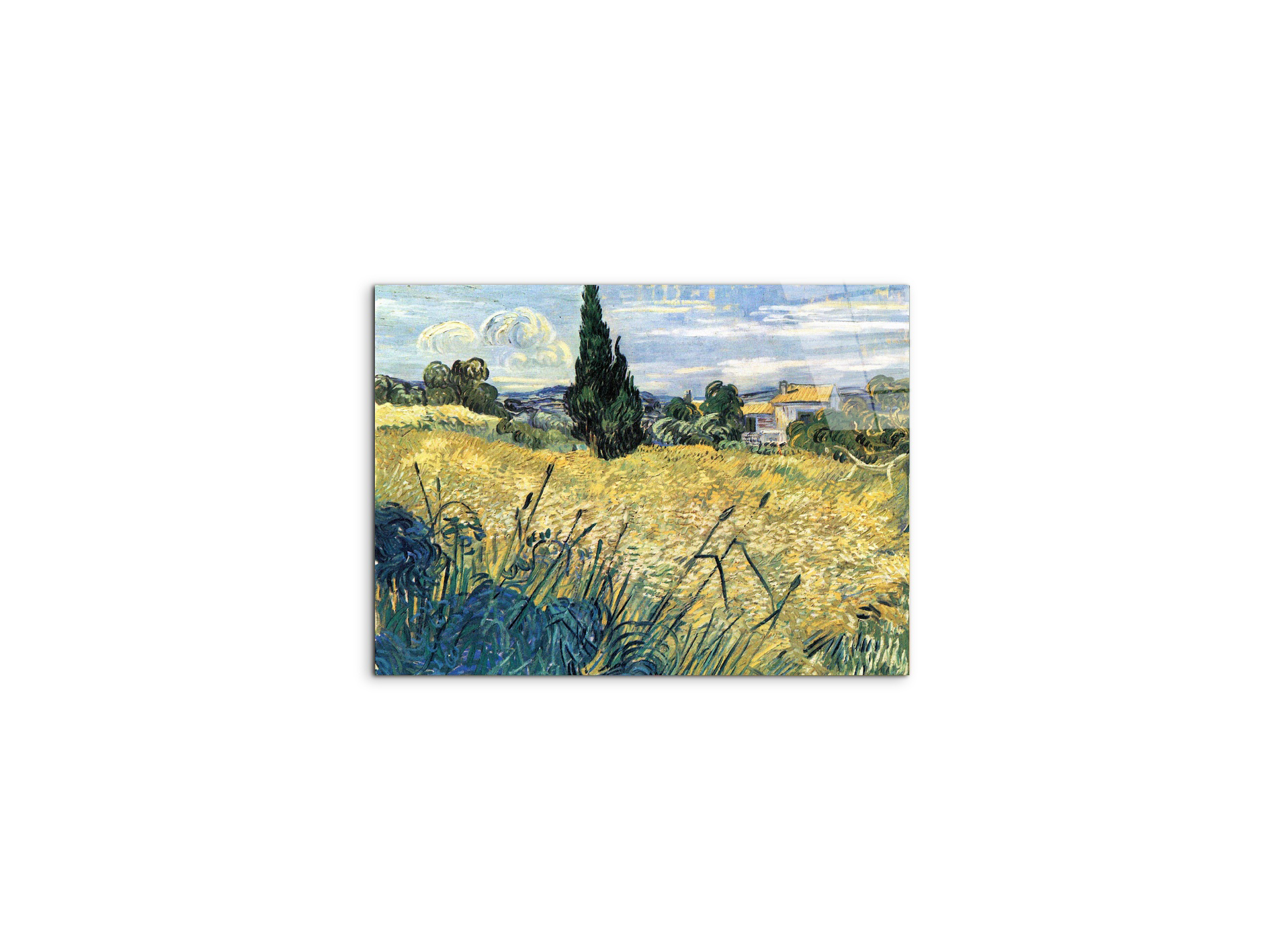 green-wheat-field-with-cypressas91079-