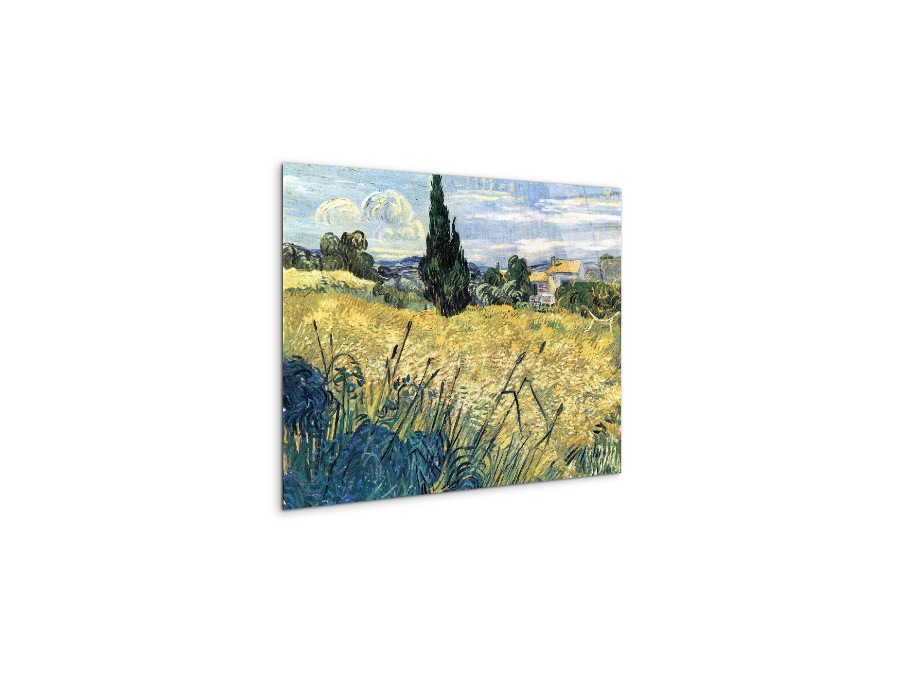 green-wheat-field-with-cypressas91079-