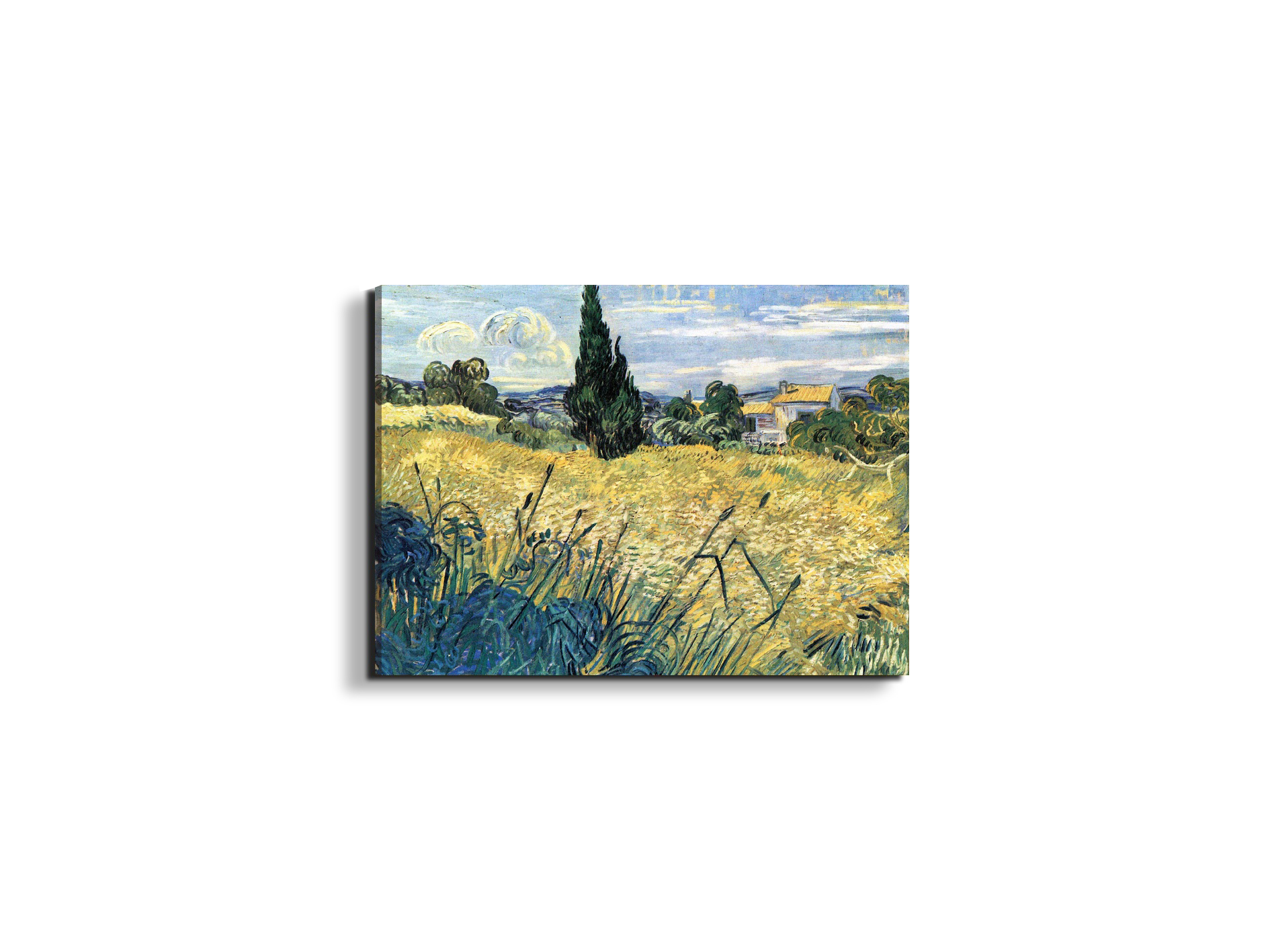 green-wheat-field-with-cypressas91079-
