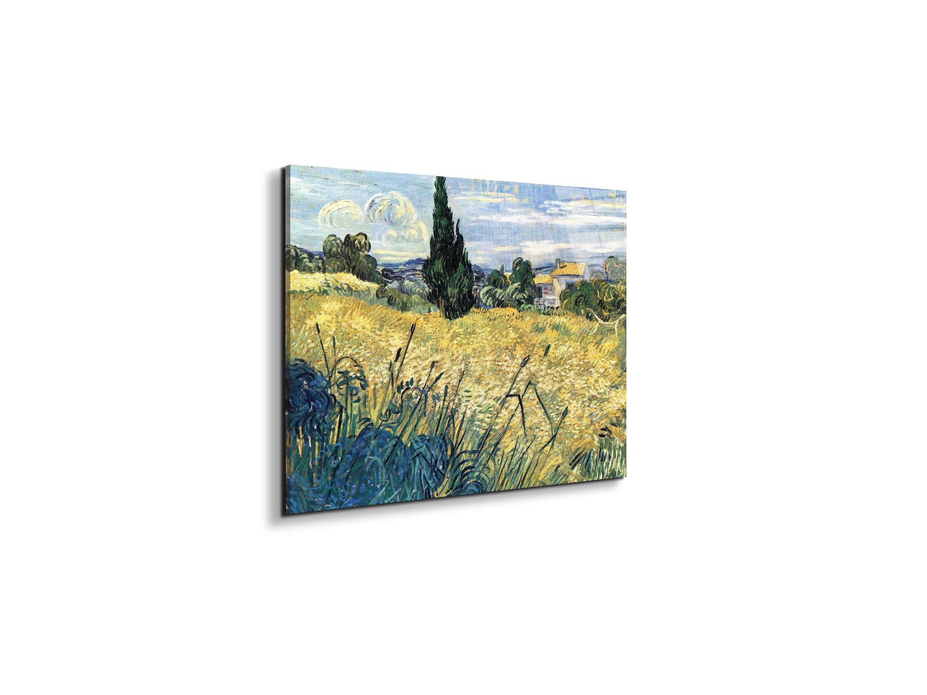 green-wheat-field-with-cypressas91079-