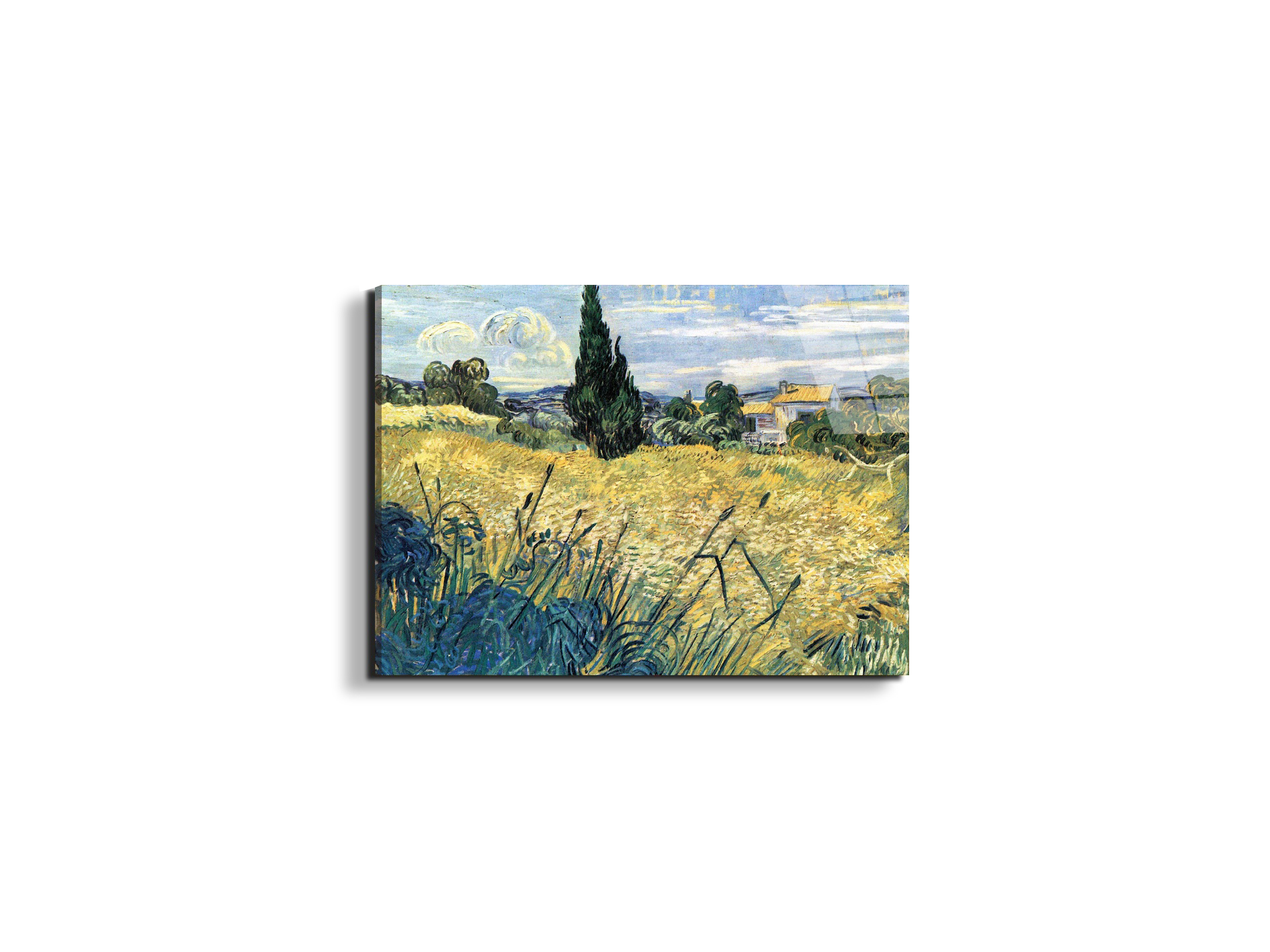 green-wheat-field-with-cypressas91079-