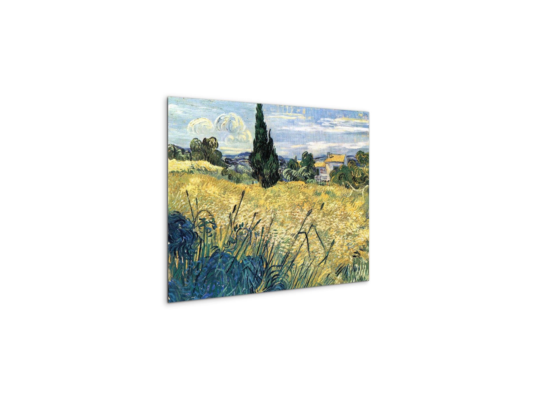 green-wheat-field-with-cypressas91079-