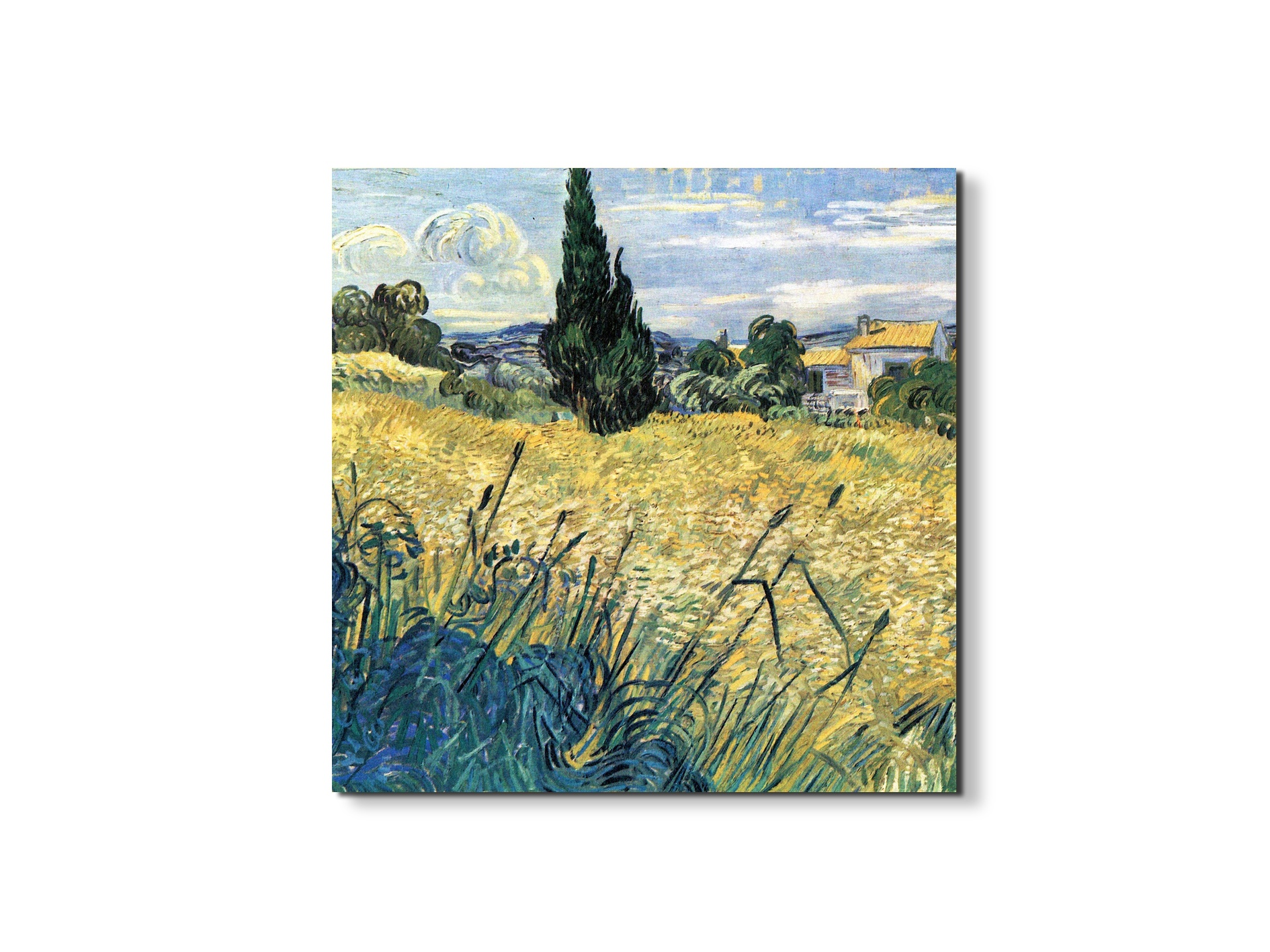 green-wheat-field-with-cypressas91081-