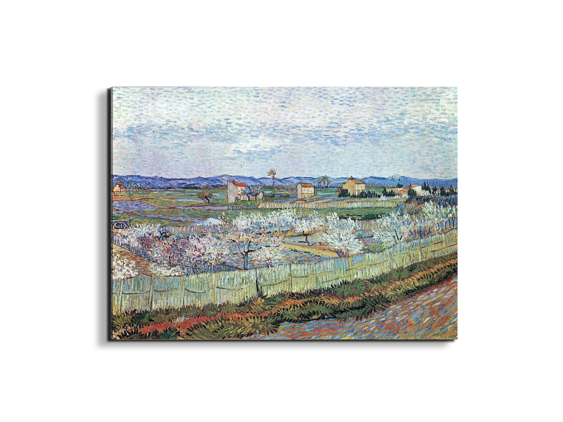 la-crau-near-arles-with-blossoming-peach-treesas91109-#materiale_EarthArt/dimensioni_76x57