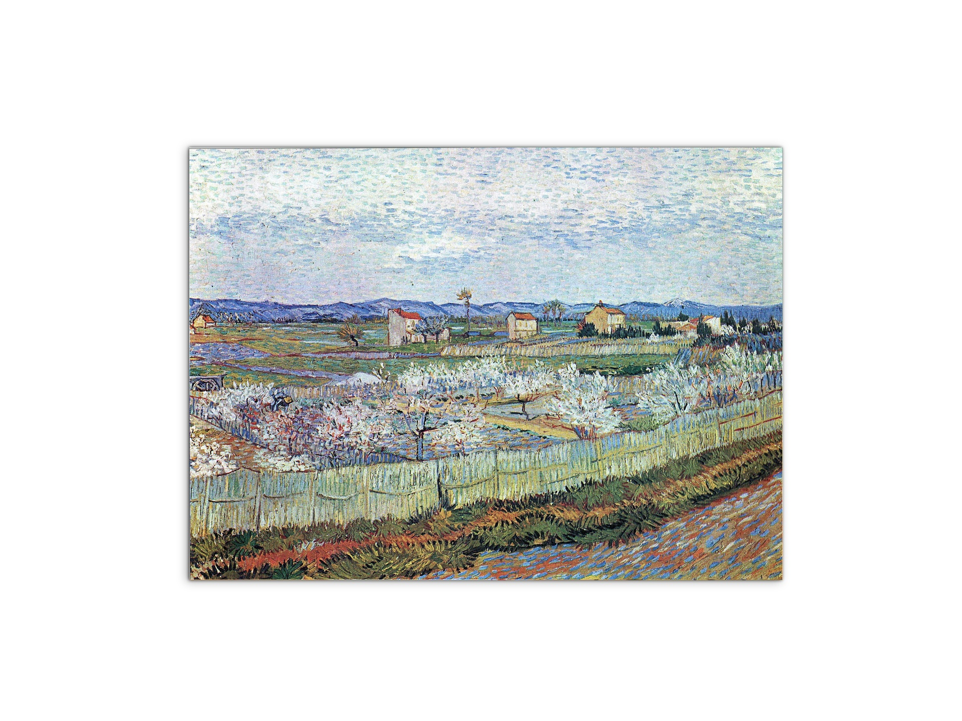 la-crau-near-arles-with-blossoming-peach-treesas91109-#materiale_MetalArt Materic/dimensioni_76x57