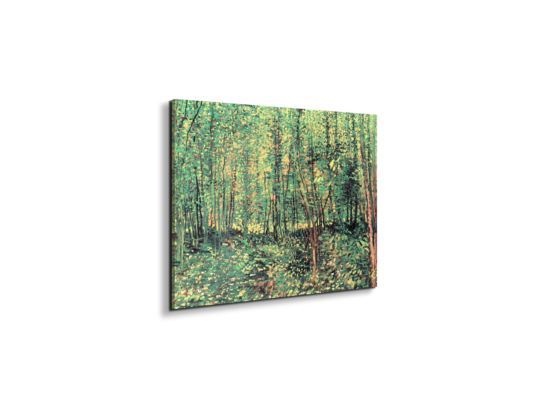 trees-and-undergrowthas91301-