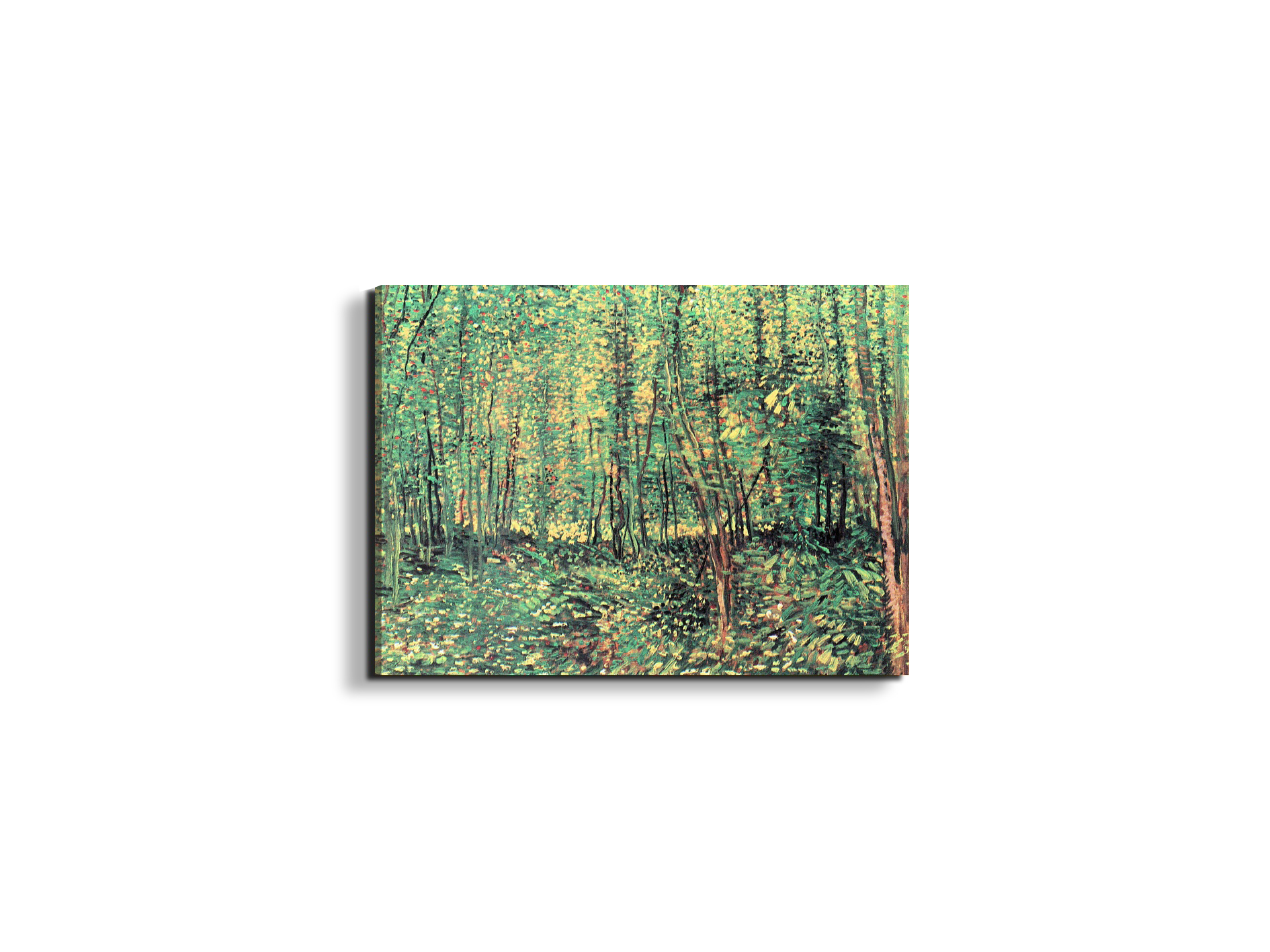 trees-and-undergrowthas91301-