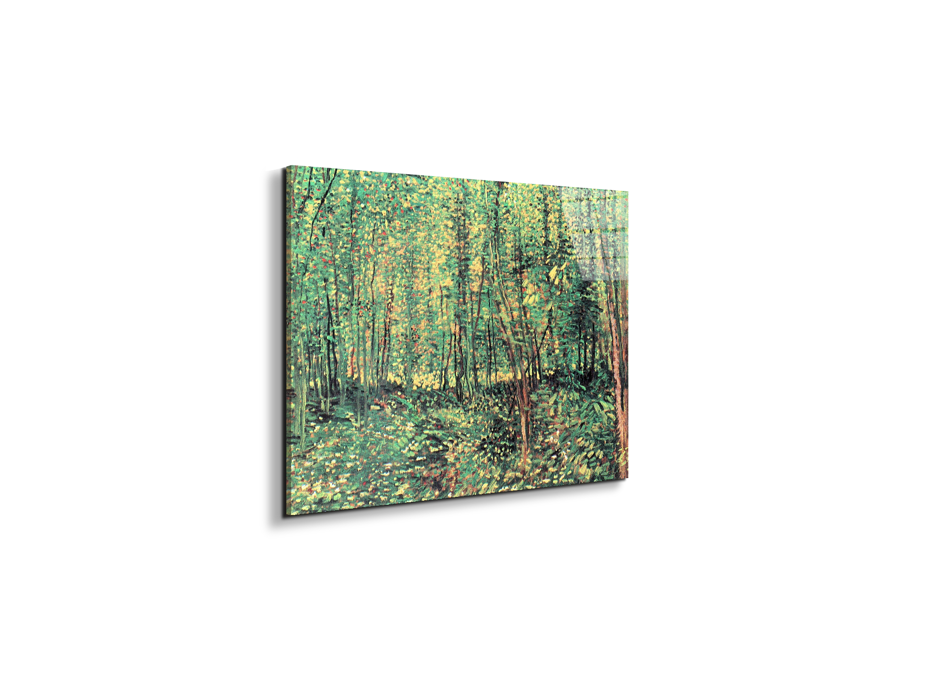trees-and-undergrowthas91301-