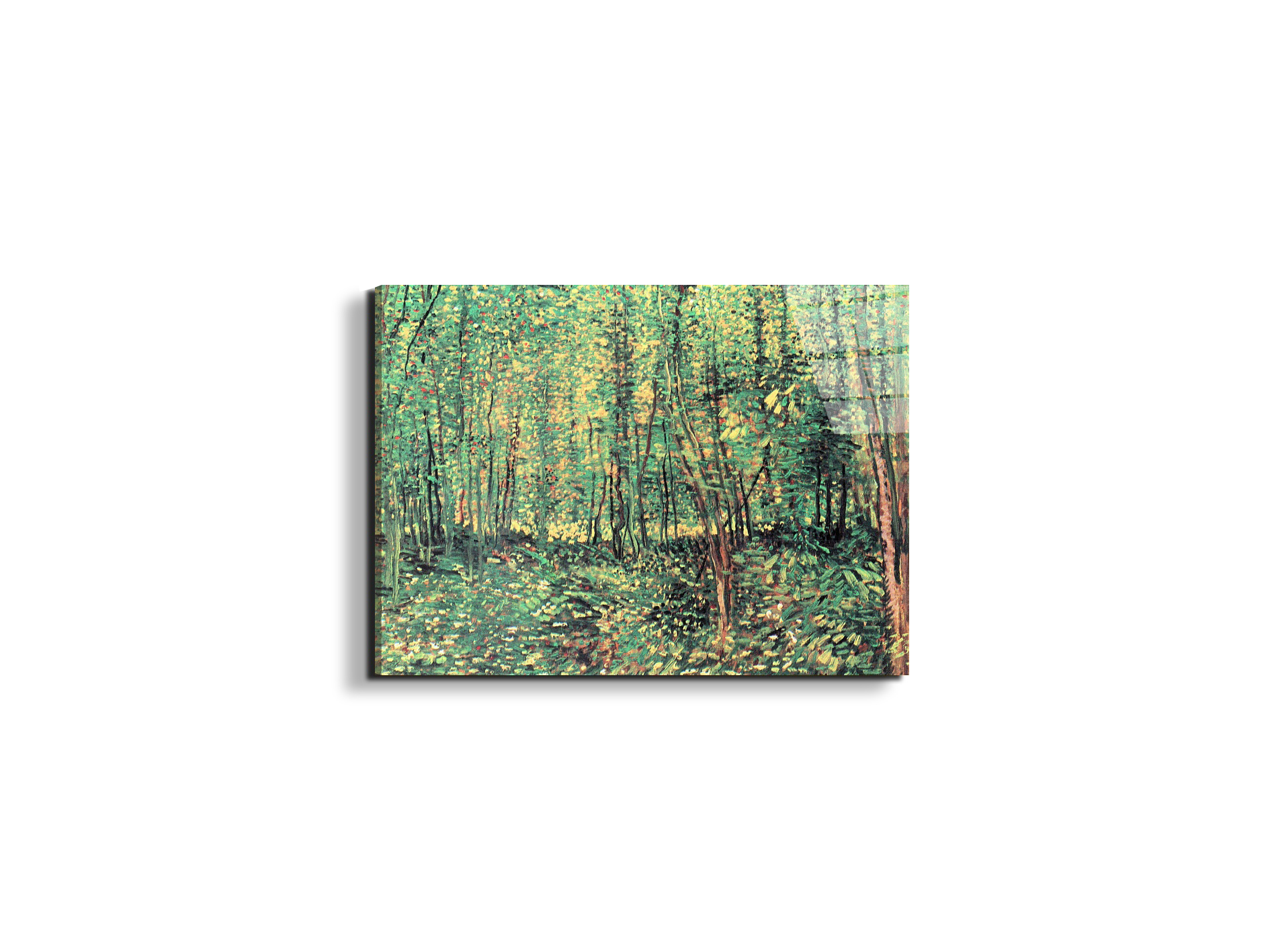 trees-and-undergrowthas91301-