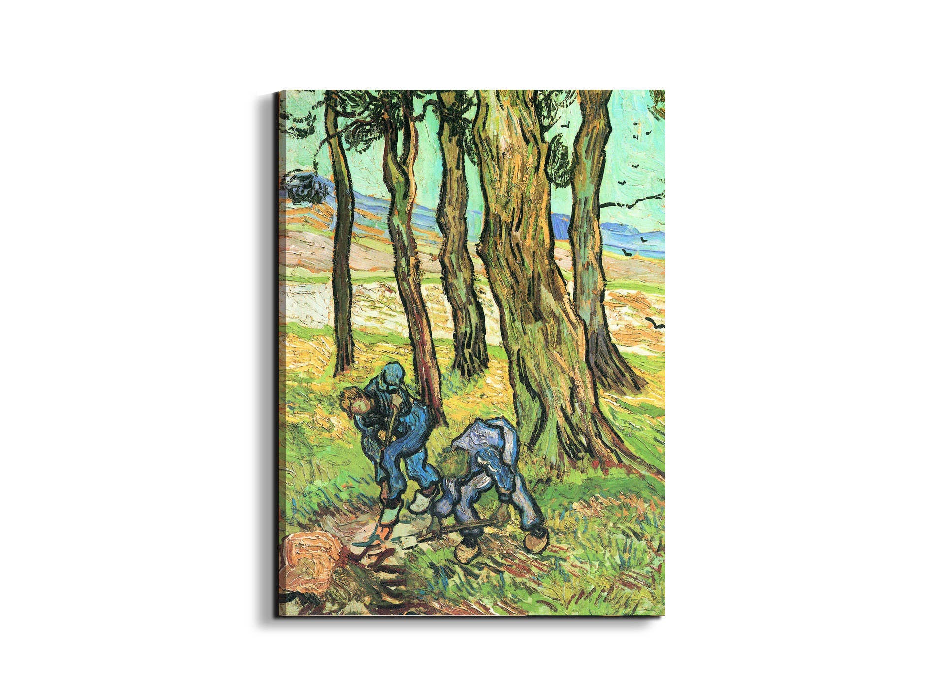 two-men-in-digging-out-a-tree-stumpas91317-