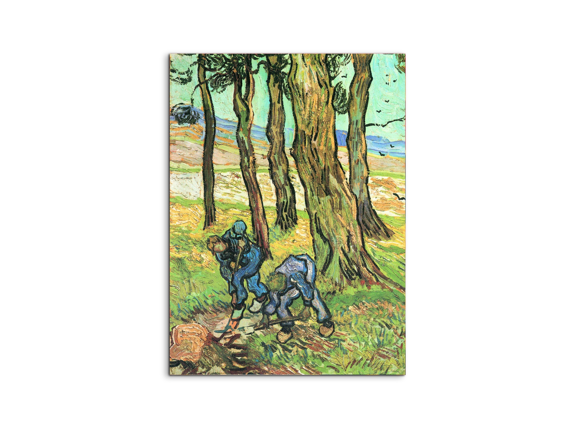 two-men-in-digging-out-a-tree-stumpas91317-