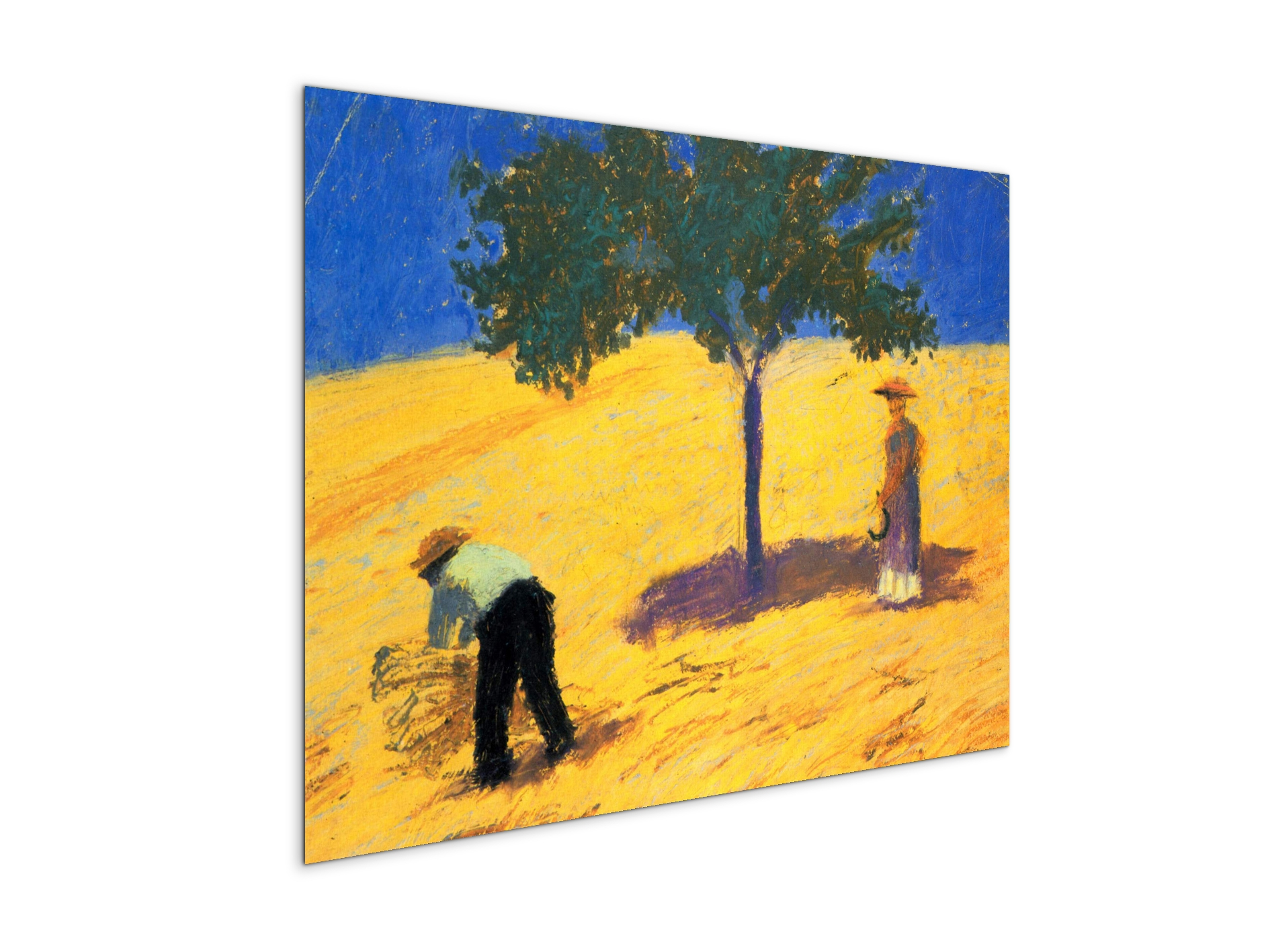 tree-in-cornfeld-as91423-