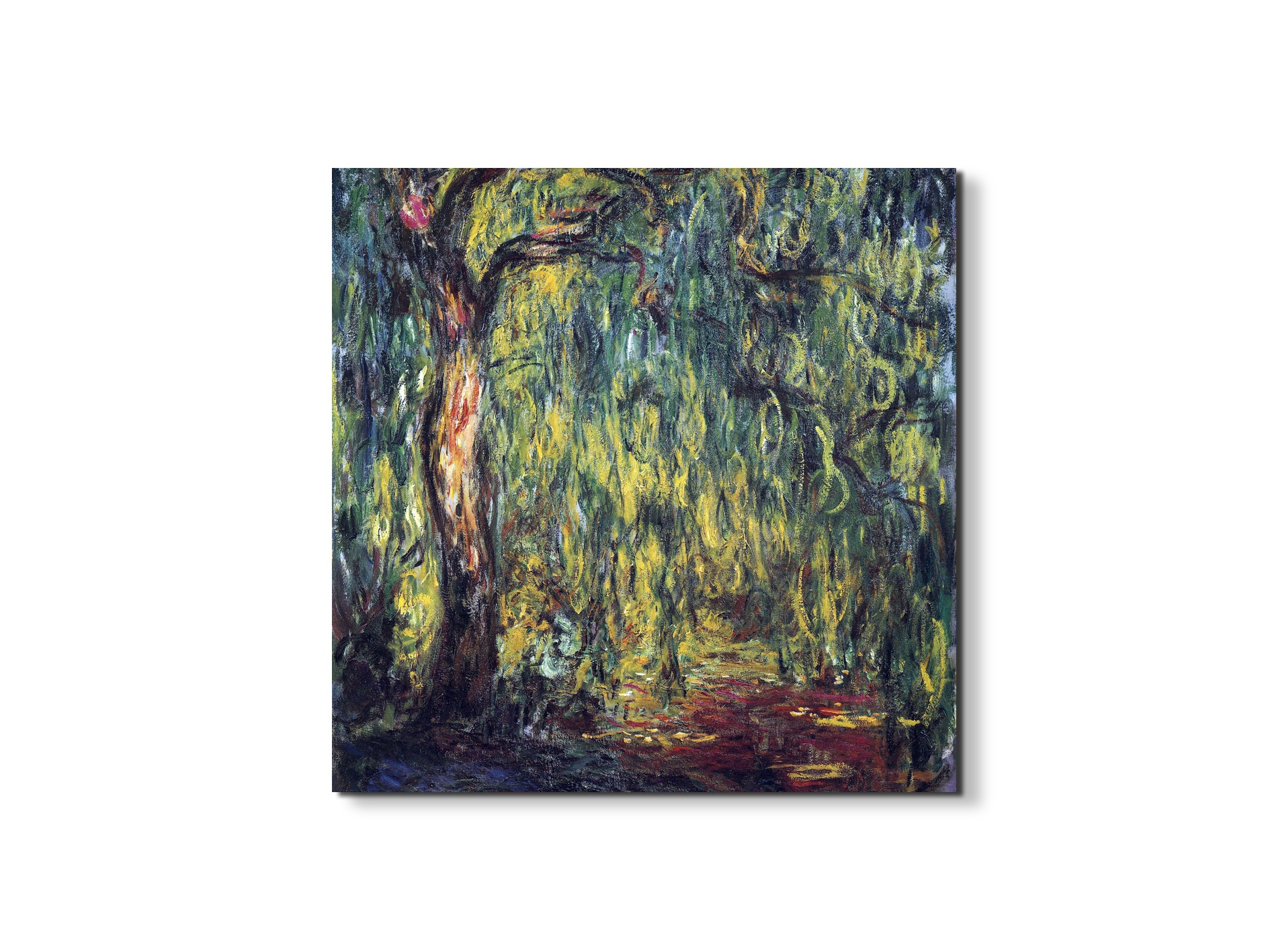 landscape-weeping-willowas91809-