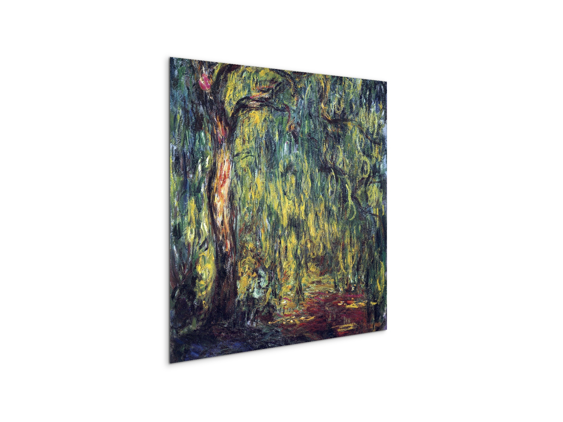 landscape-weeping-willowas91809-