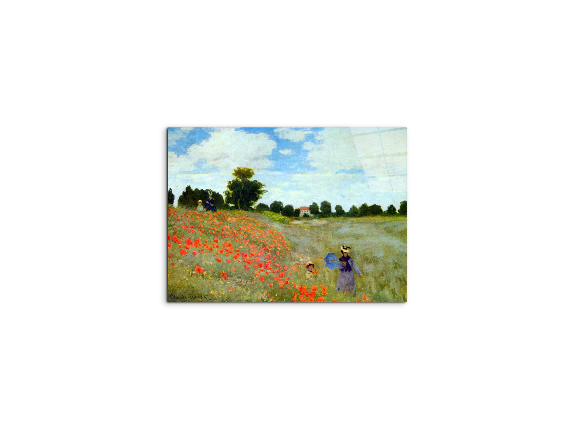 poppies-flowersas91879-
