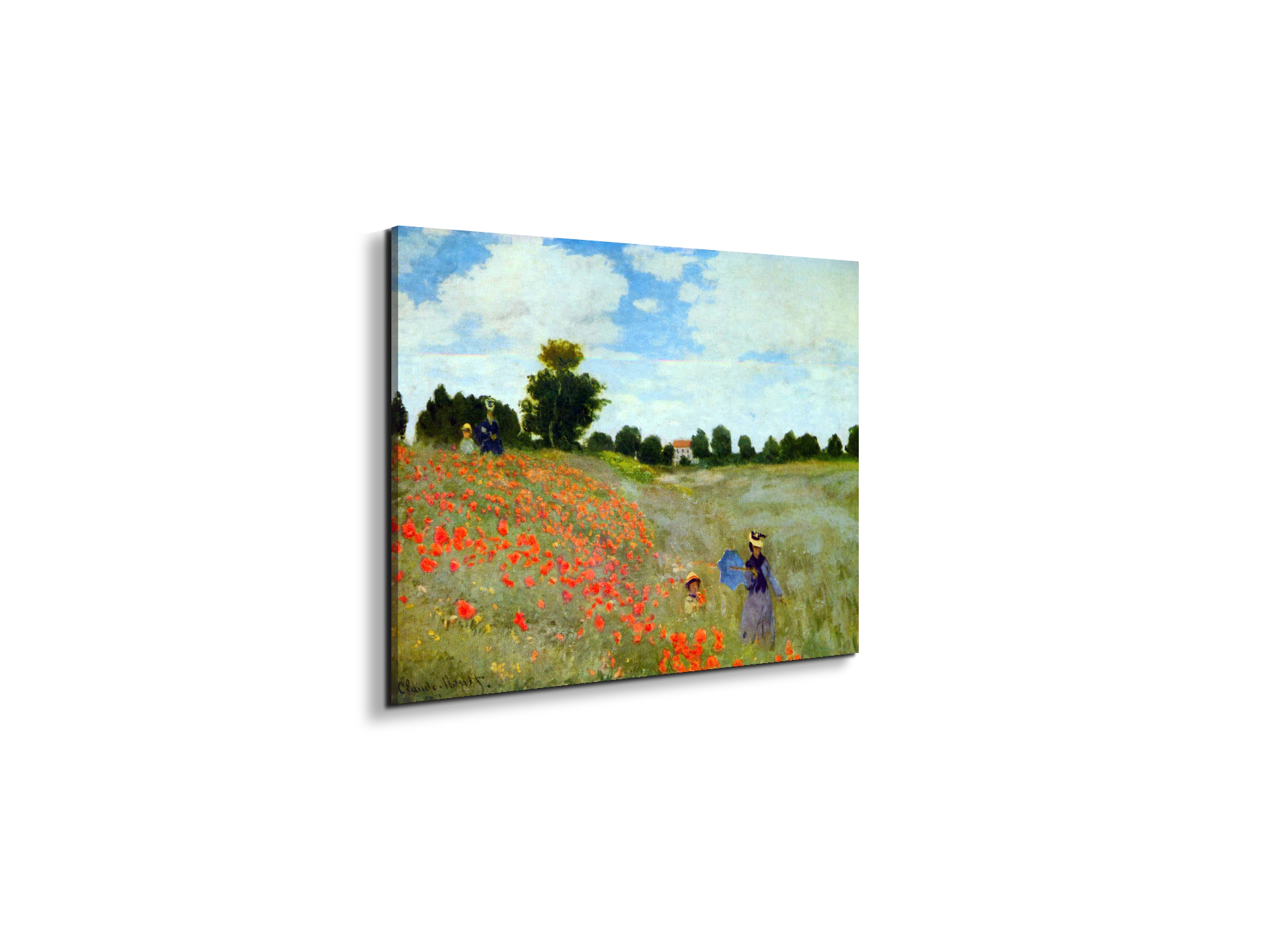 poppies-flowersas91879-