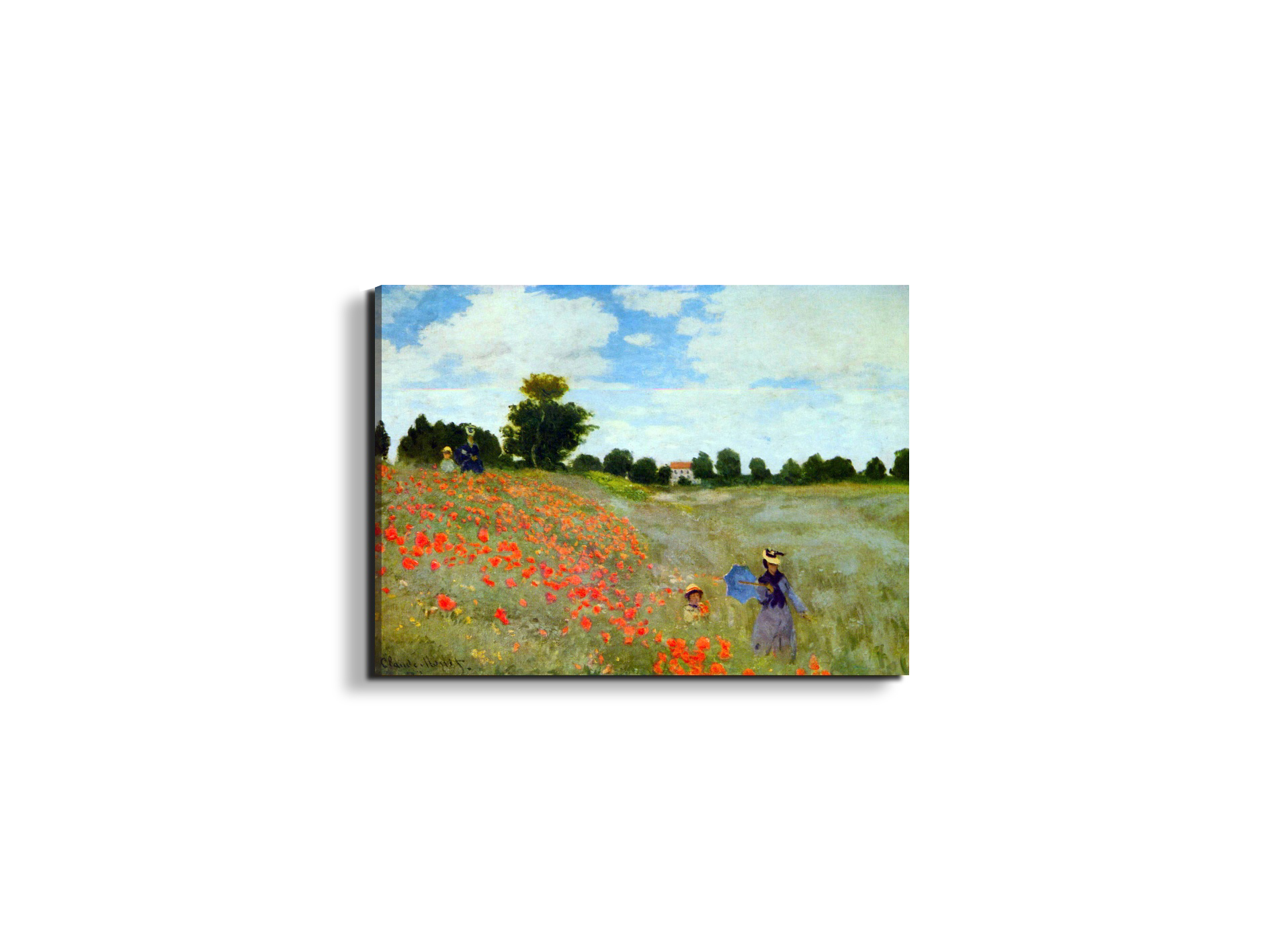 poppies-flowersas91879-