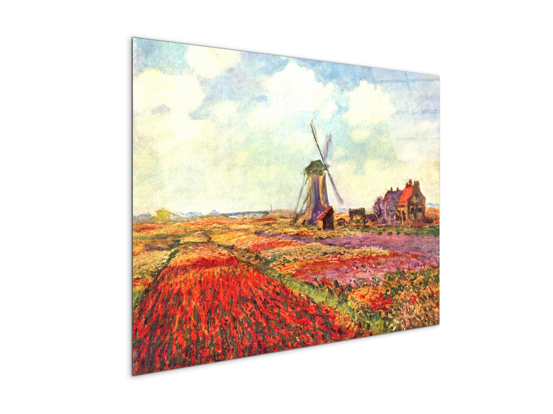 tulips-of-holland-as92005-