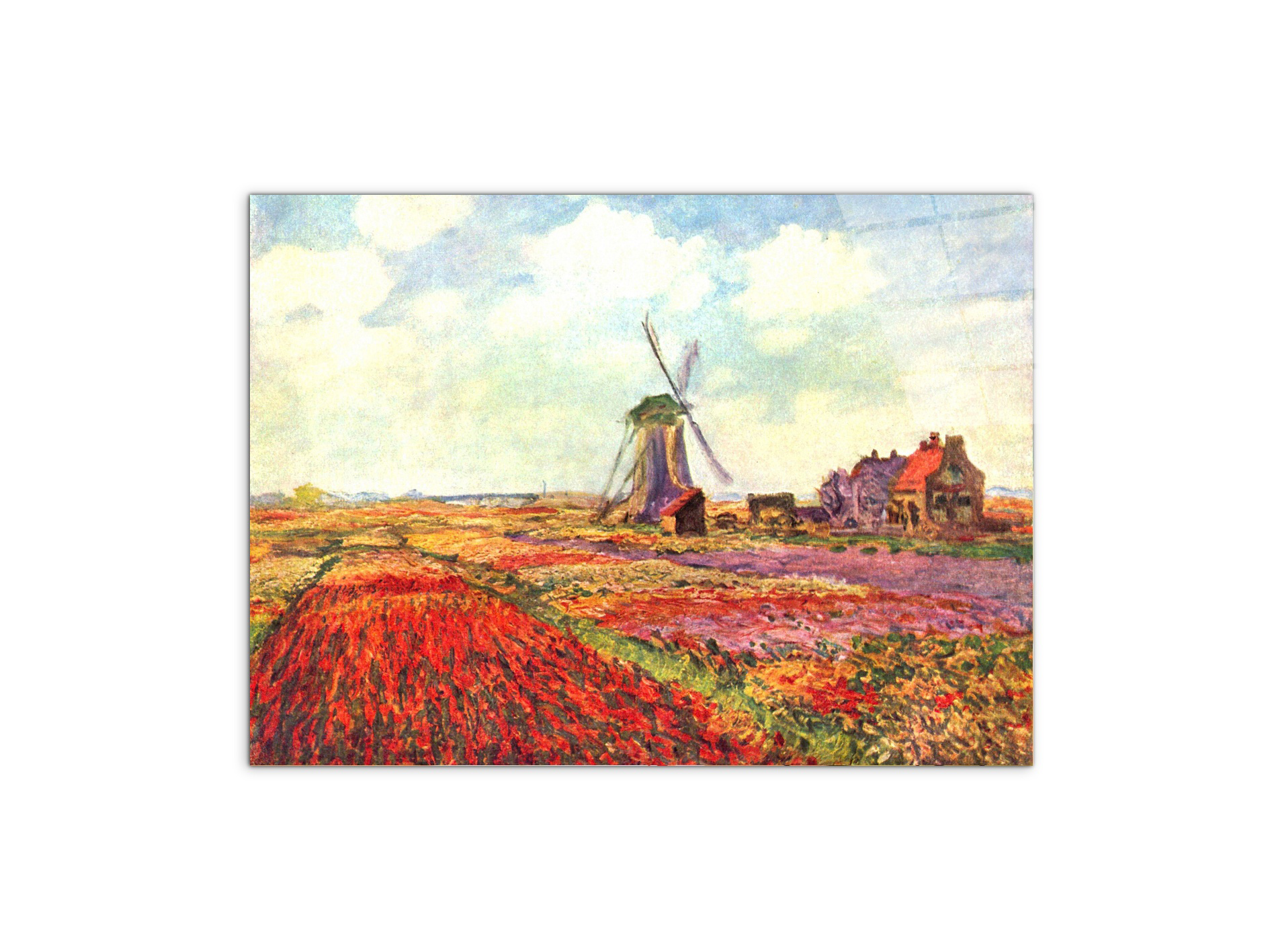tulips-of-holland-as92005-