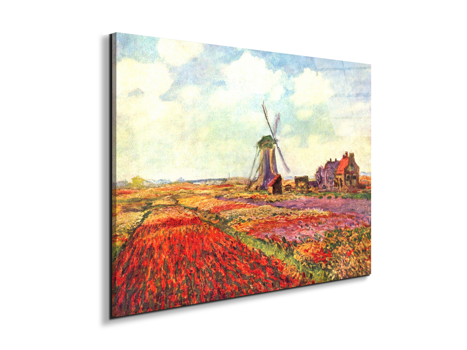 tulips-of-holland-as92005-