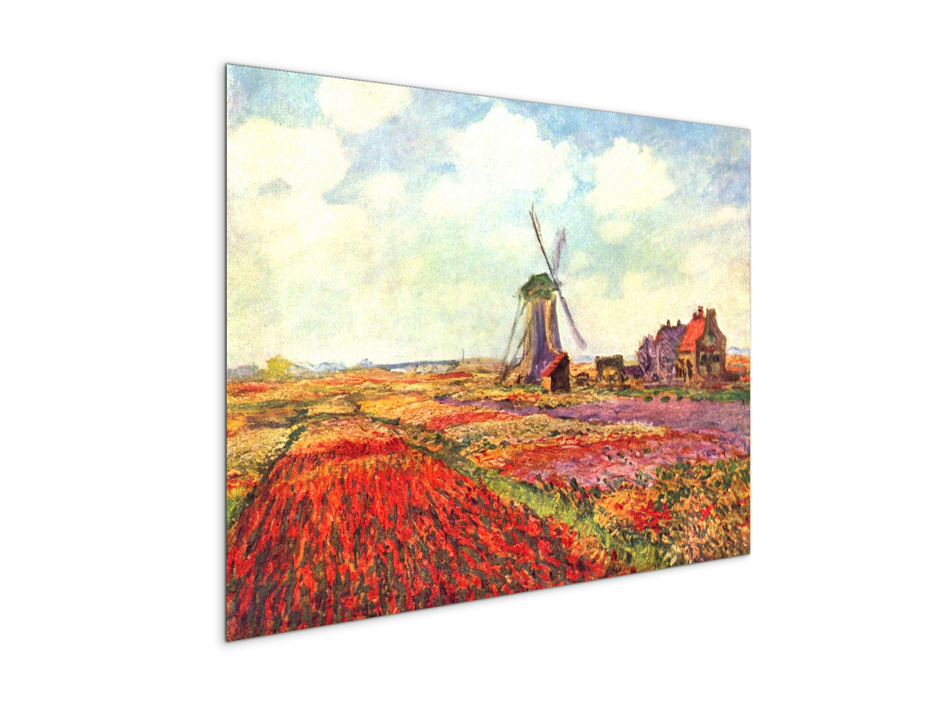 tulips-of-holland-as92005-