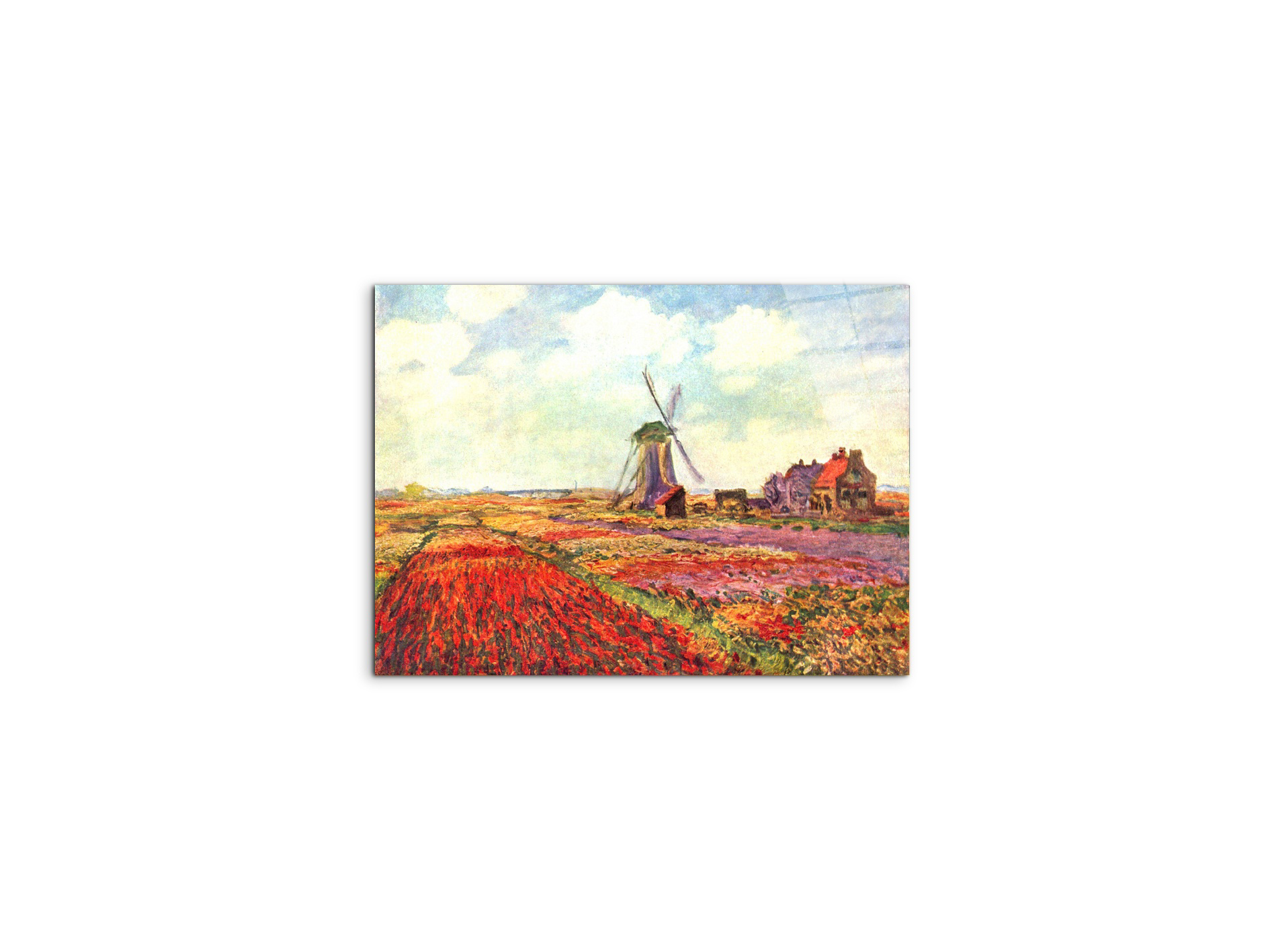 tulips-of-holland-as92005-