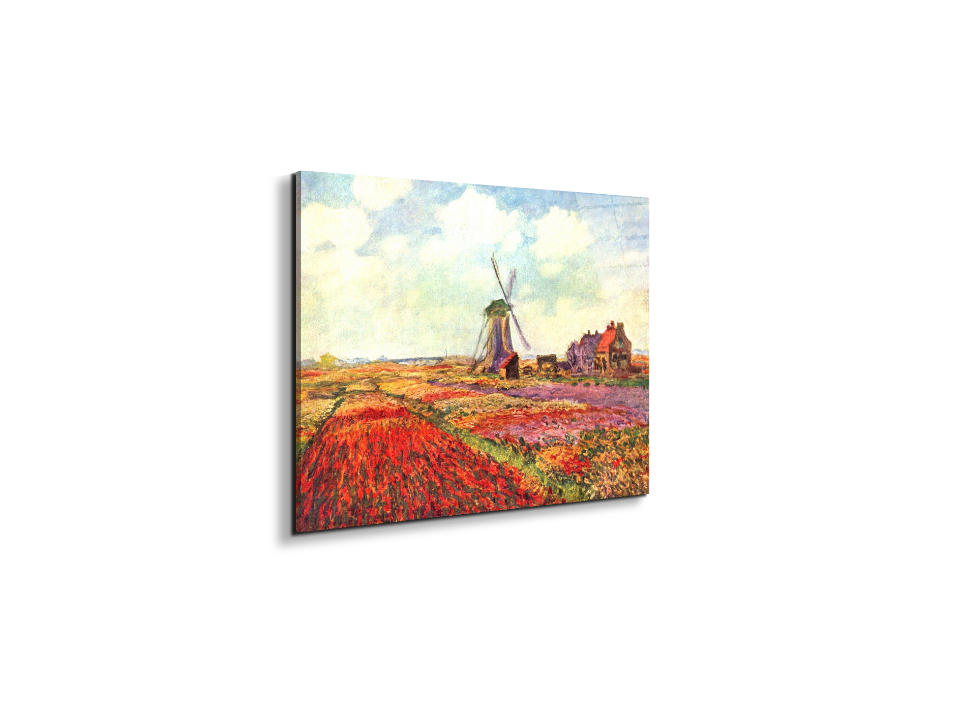 tulips-of-holland-as92005-