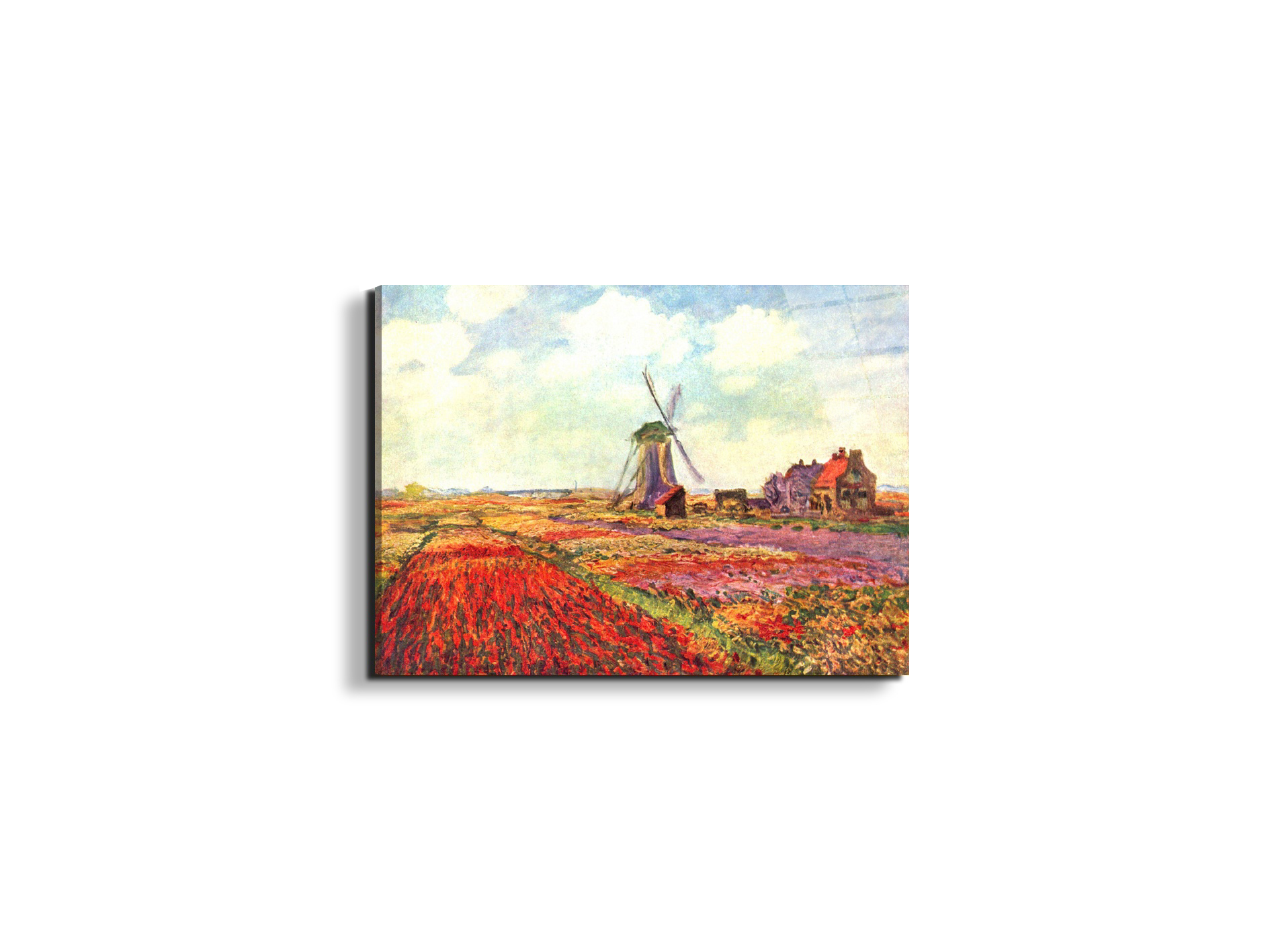 tulips-of-holland-as92005-