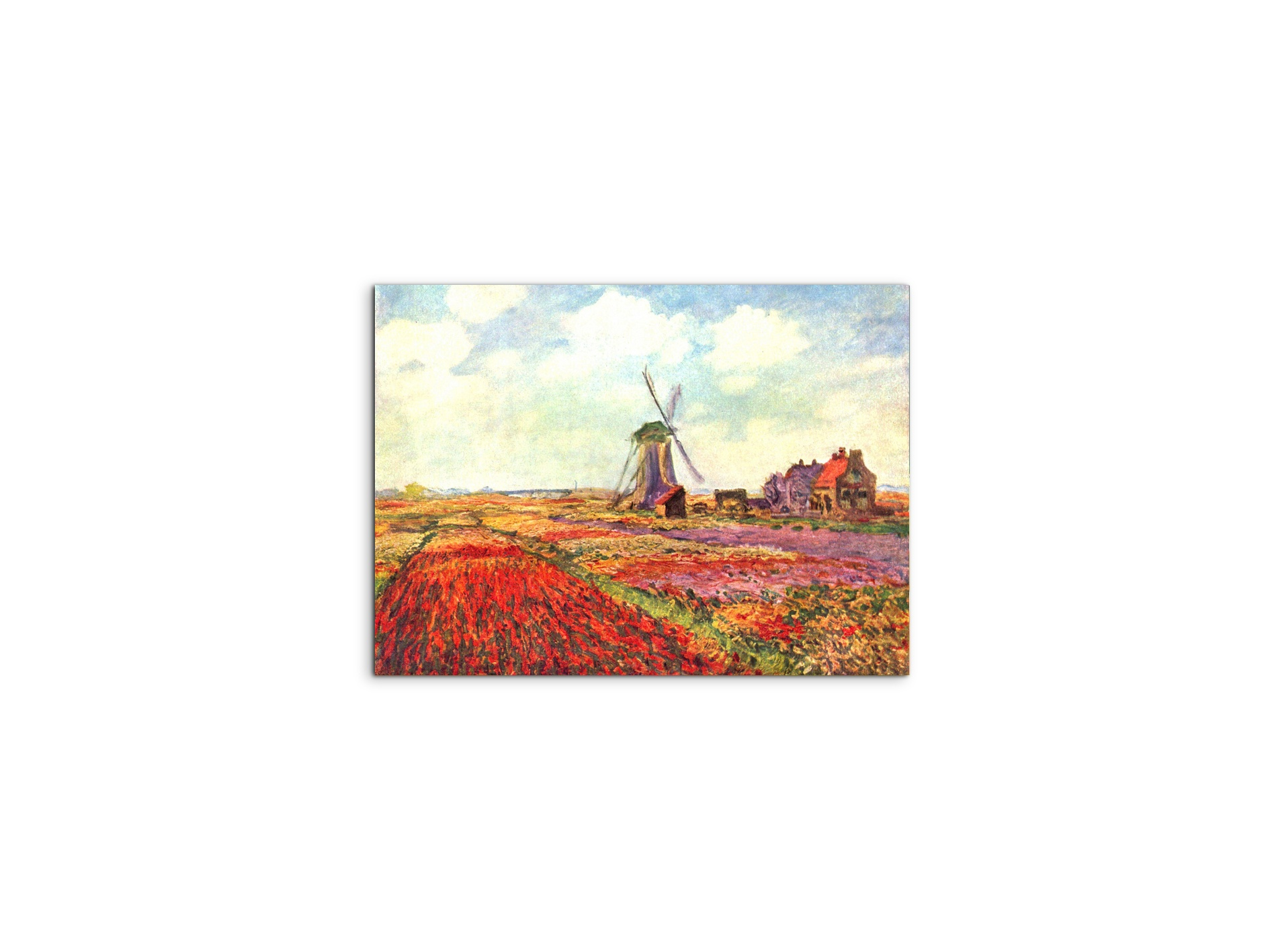 tulips-of-holland-as92005-