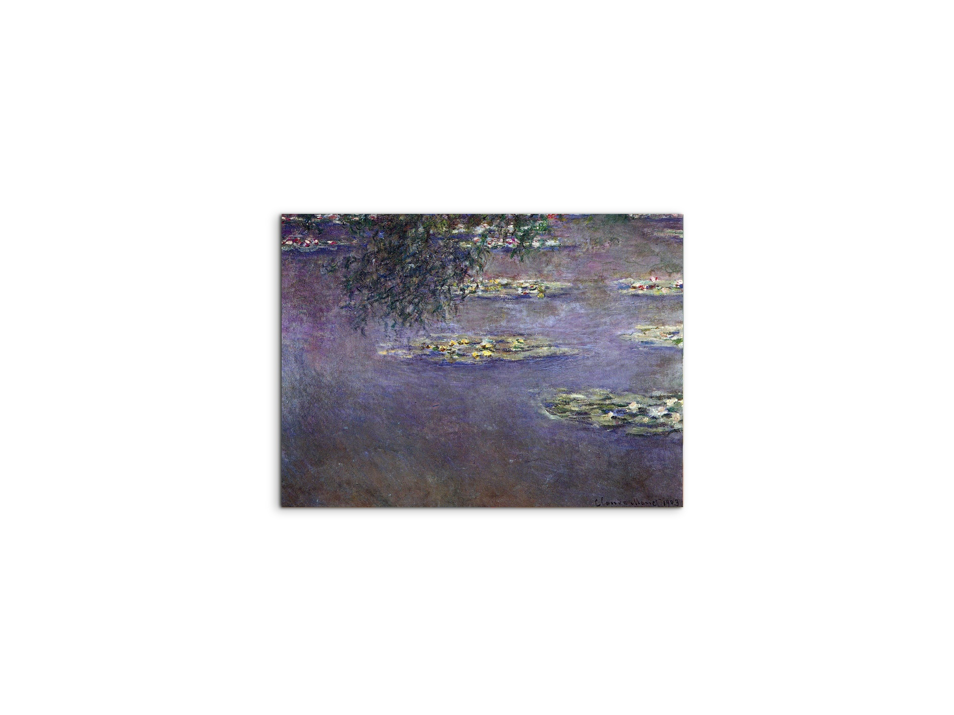 water-lilies-water-landscape-ias92017-