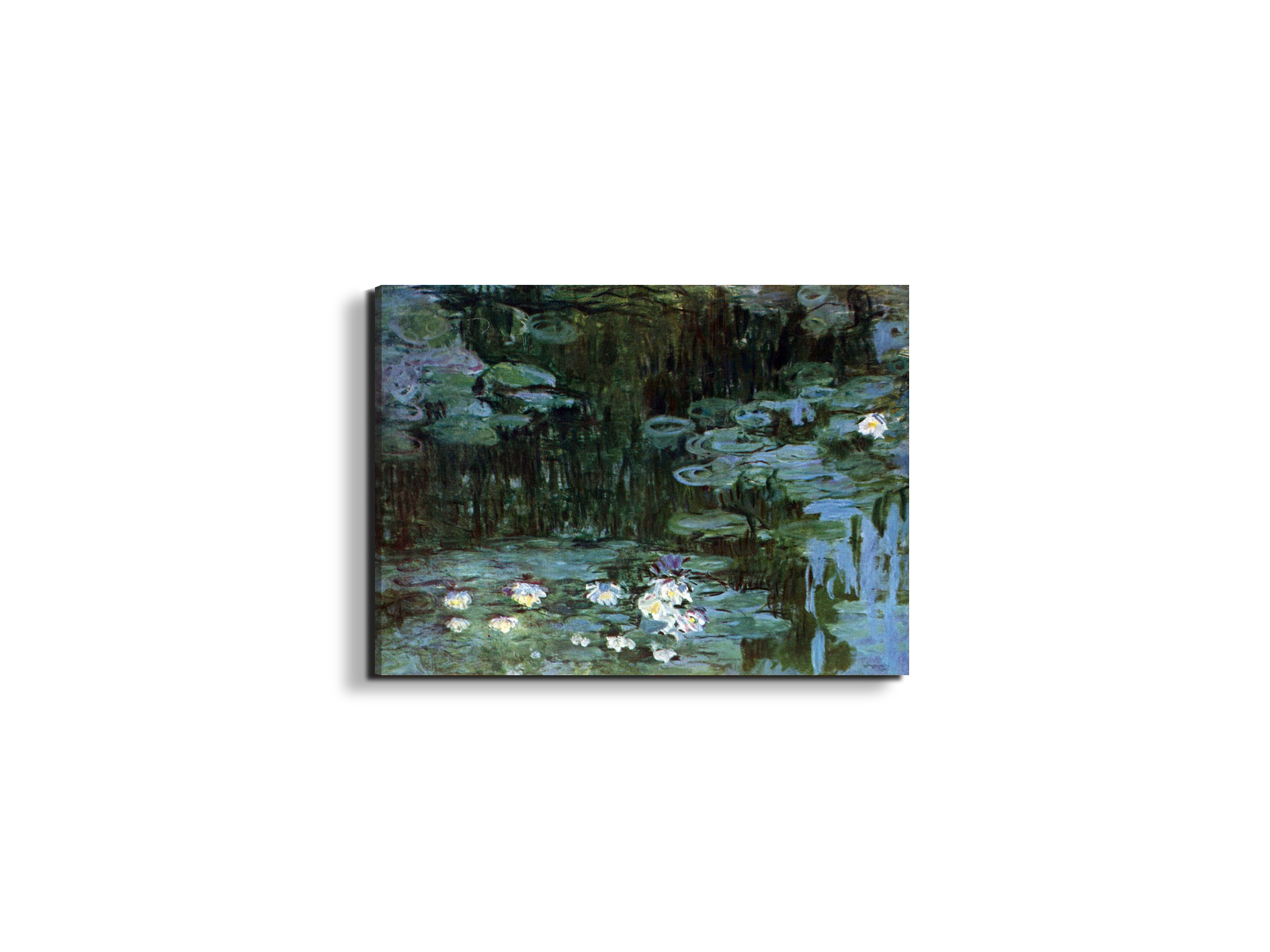 water-lillies-ias92037-