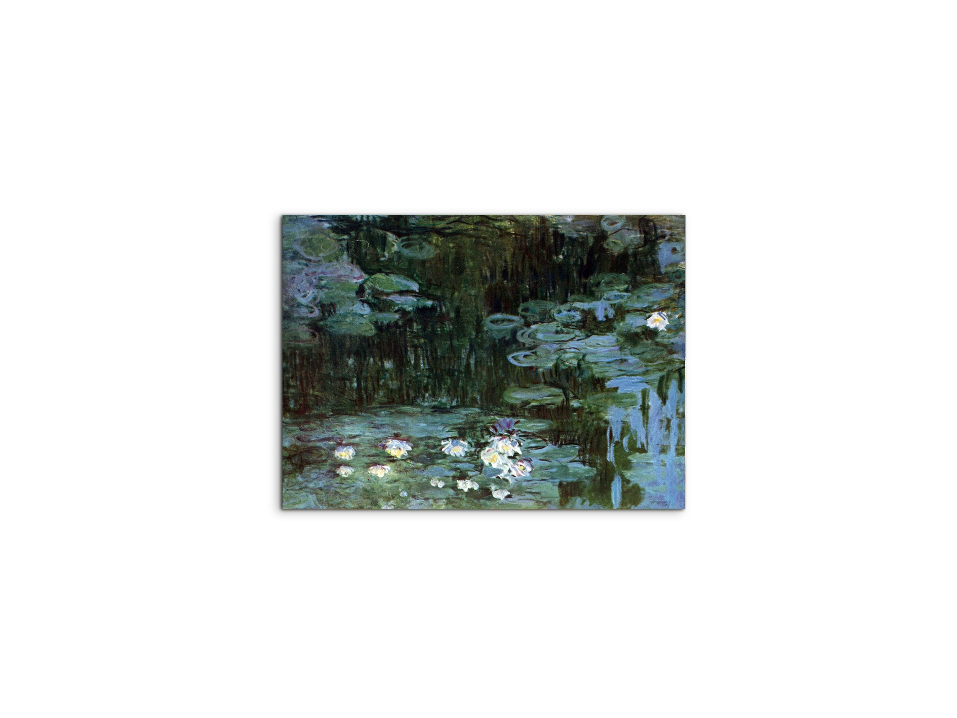 water-lillies-ias92037-
