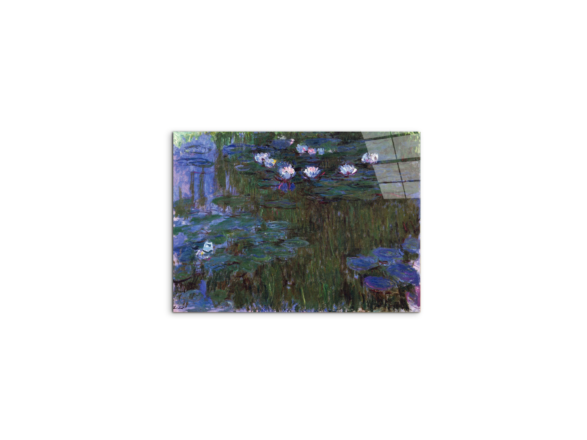 water-lillies-iias92039-